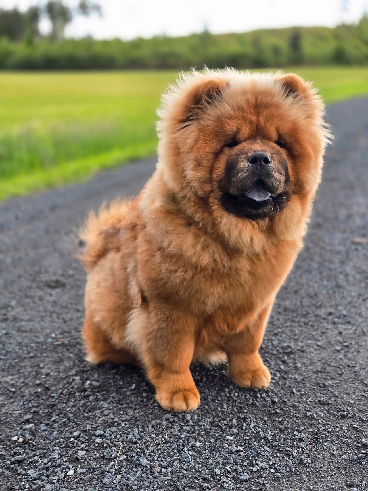 Chow chow tispe