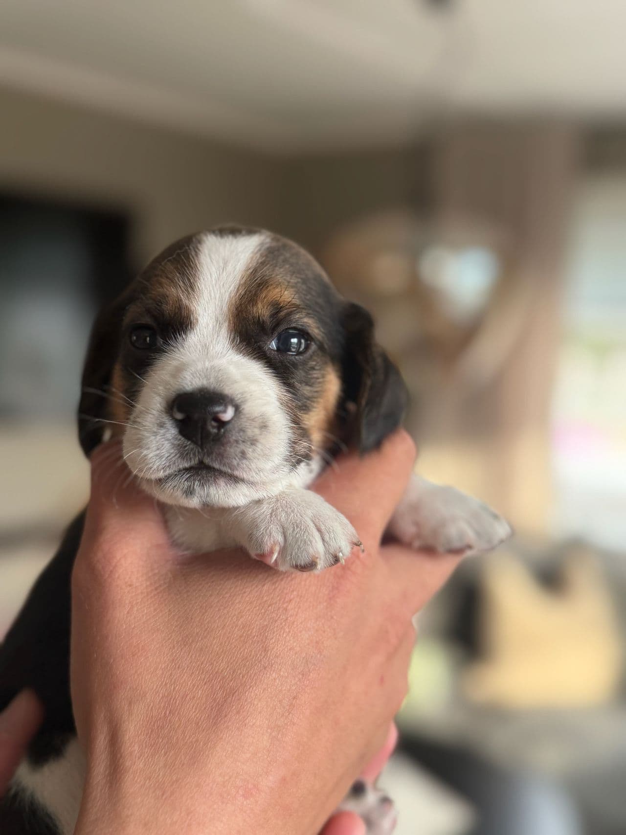 Beagle valper