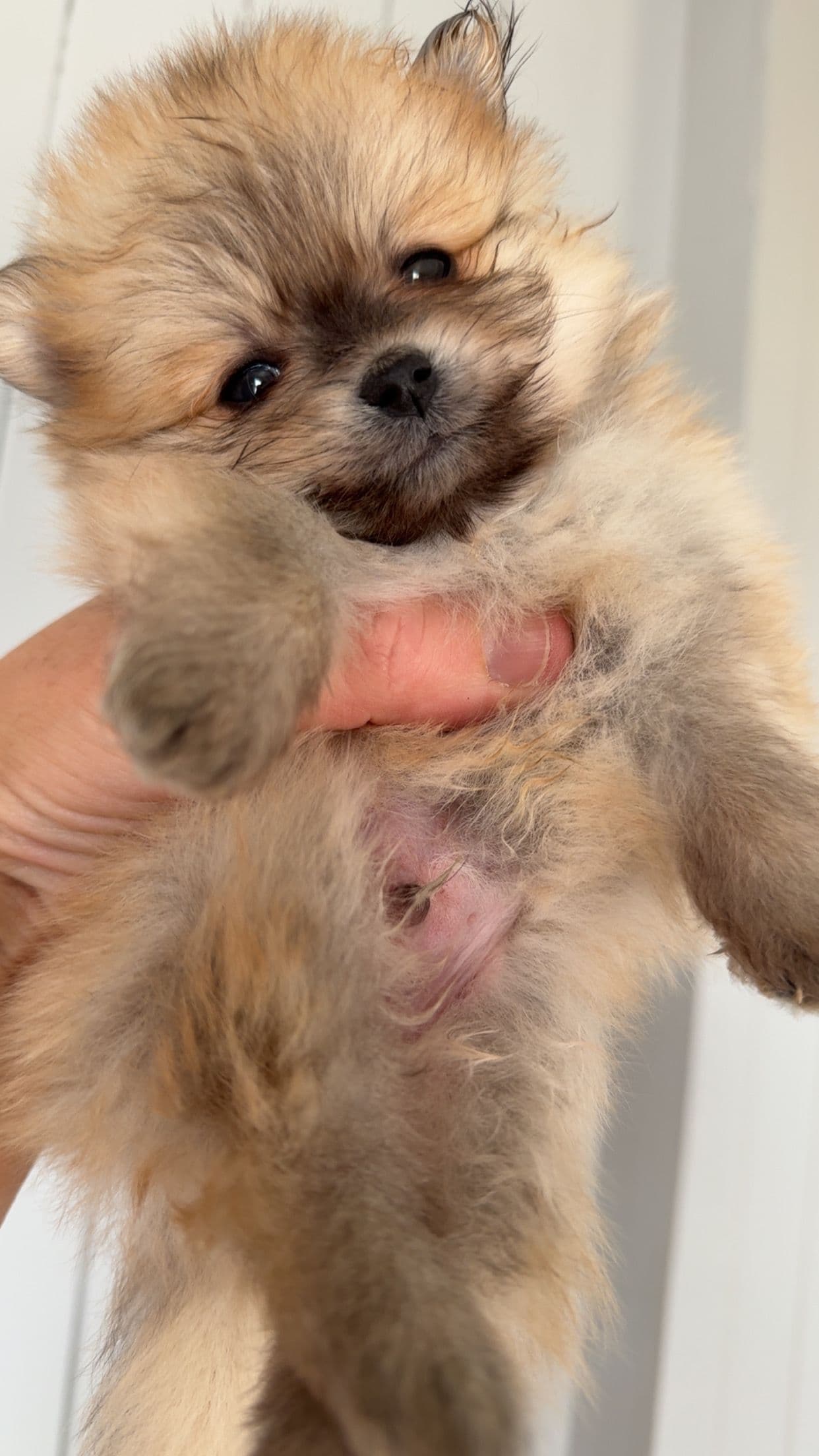 Pomeranian prinser 👑