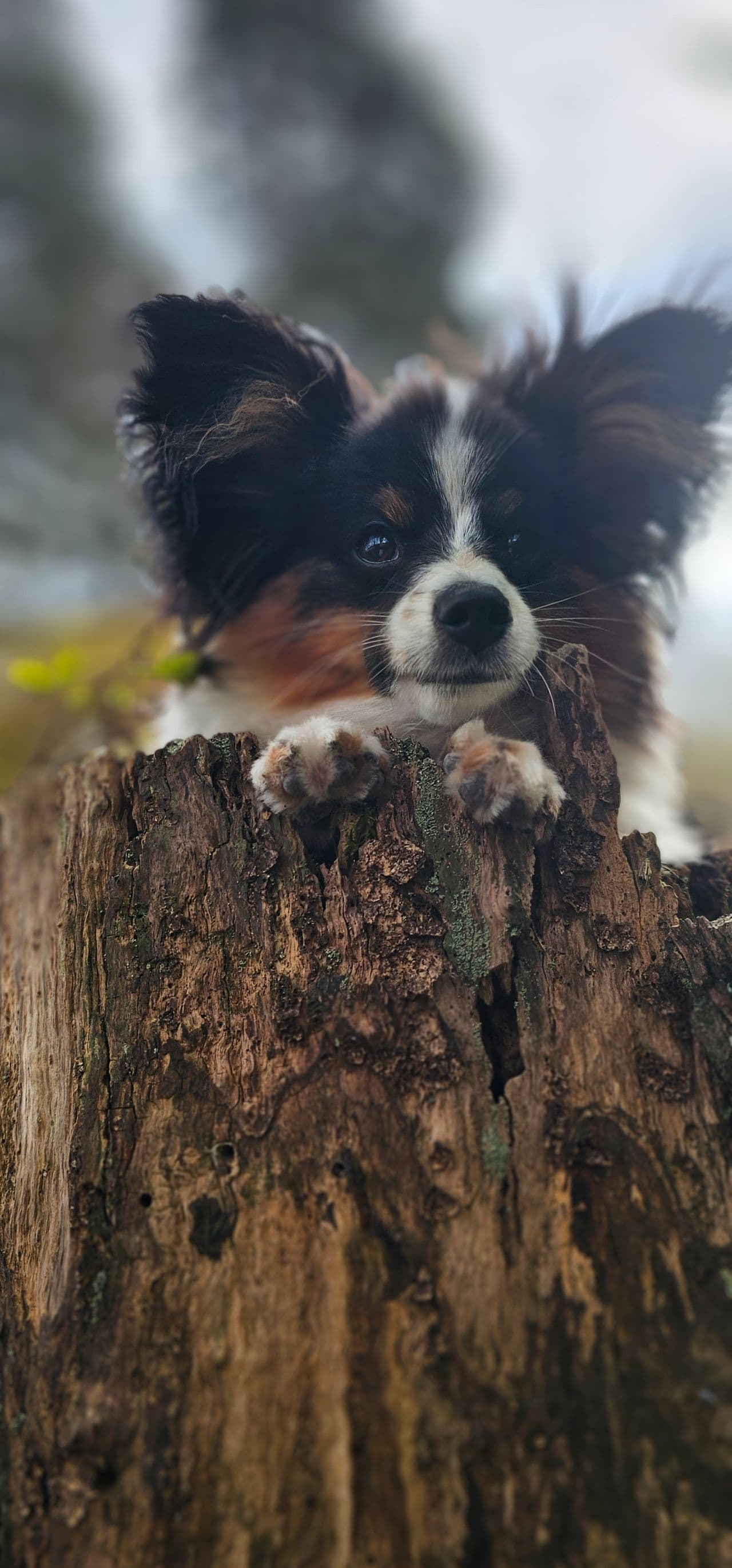 Papillon gutt.