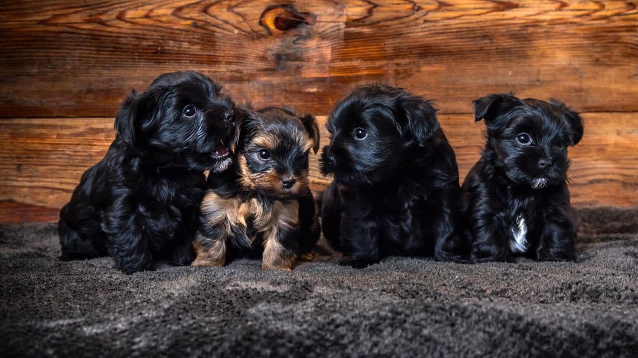 Black Yorkshire Terrier valper
