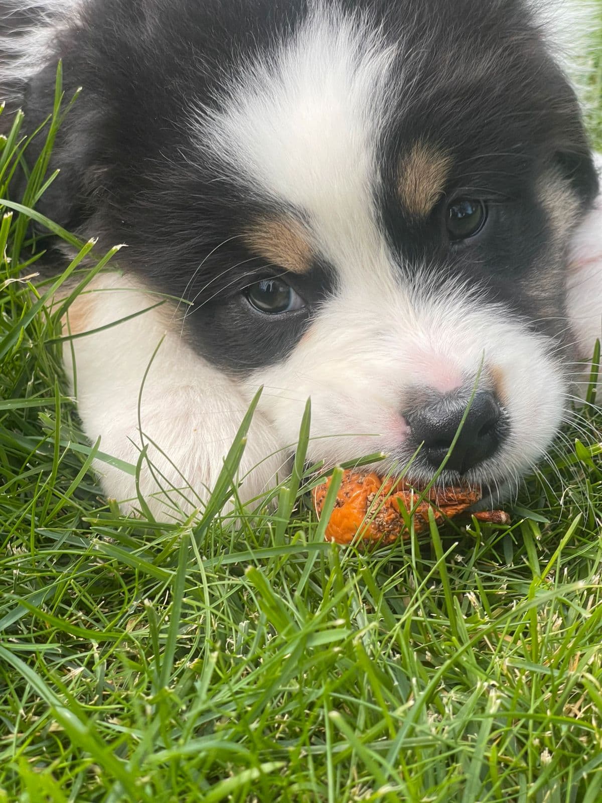 Australian shepherd 2 gutter LEDIG!