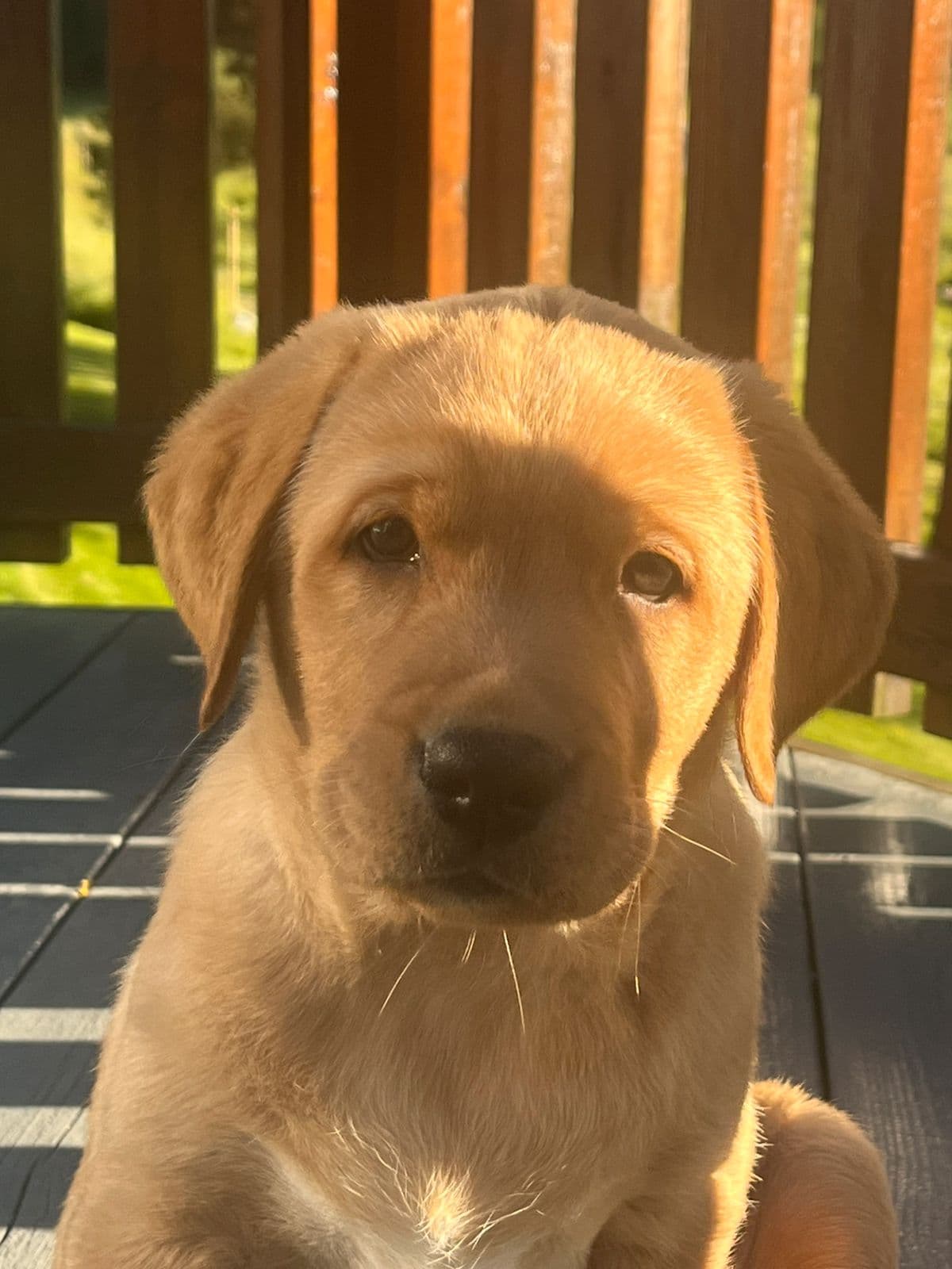 Leveringsklar labrador tispe