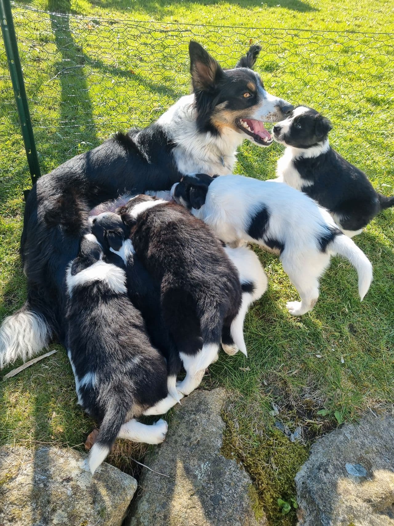 LEVERINGSKLARE Border collie valper