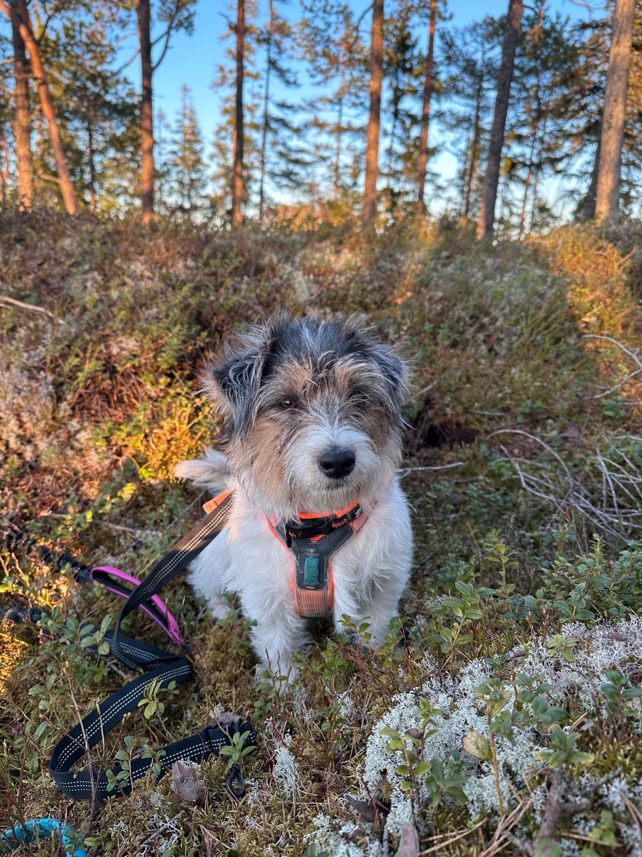 Renraset Jack Russell Terrier tispe søker nytt hjem