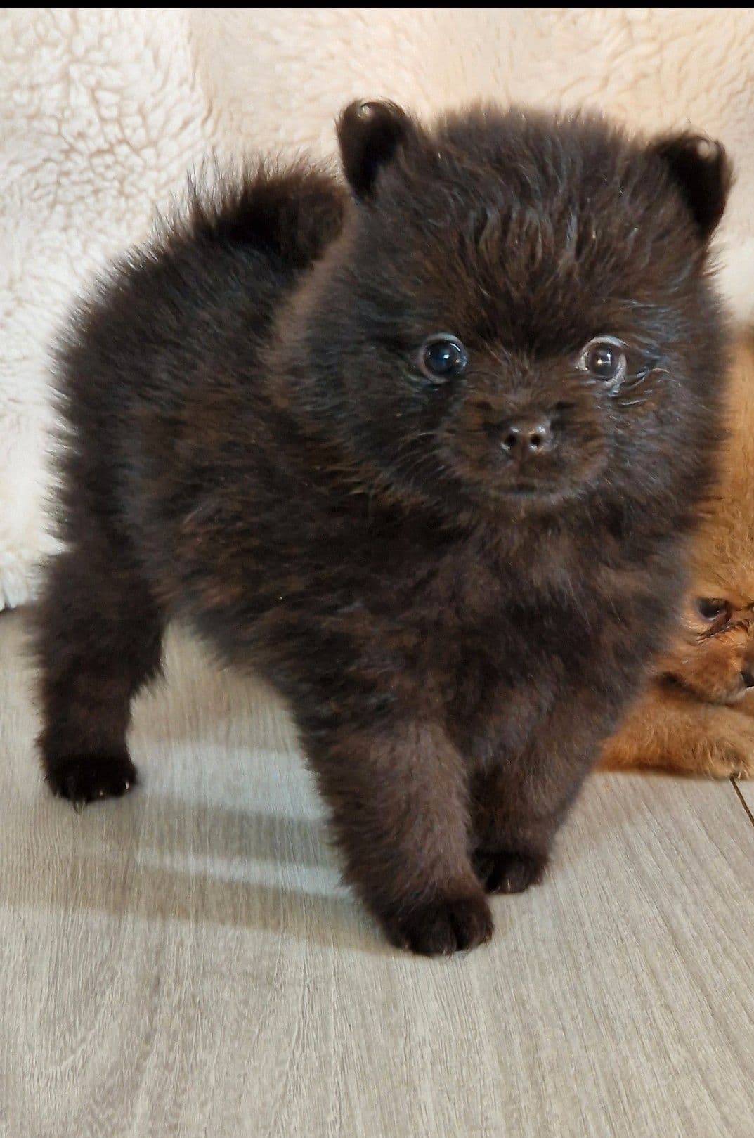 Pomeranian tispe med / stamtavle selges