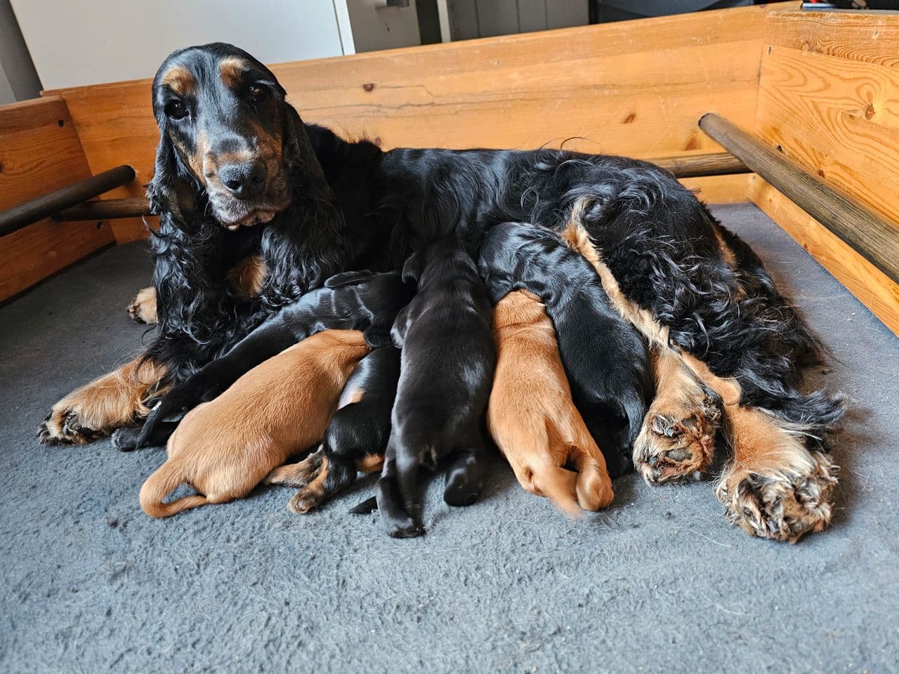 Cocker spaniel valper