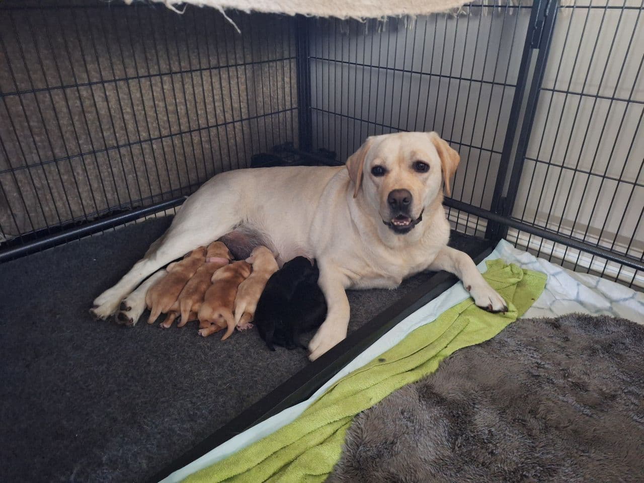 Labrador retriever valper m/NKK reg.