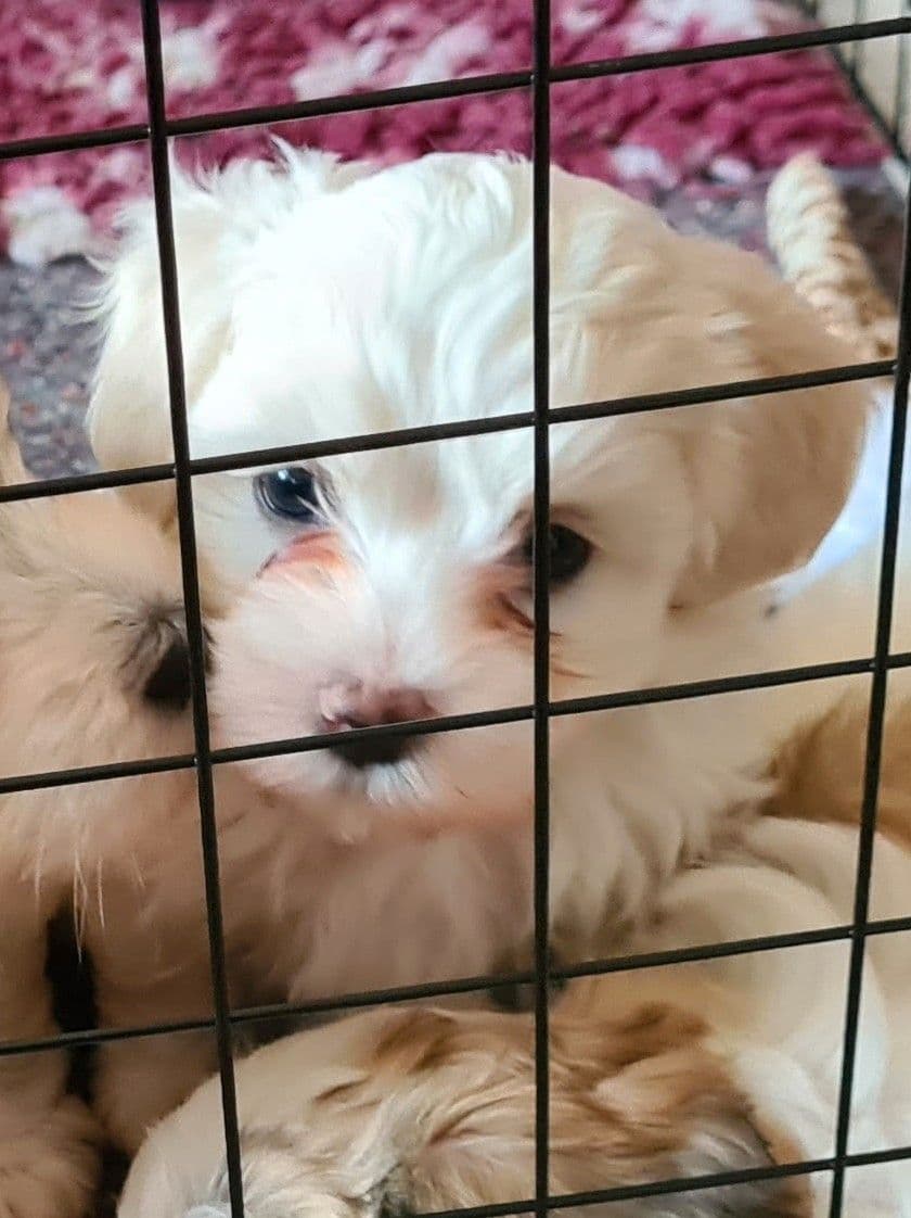 Renraset bichon havanais valp