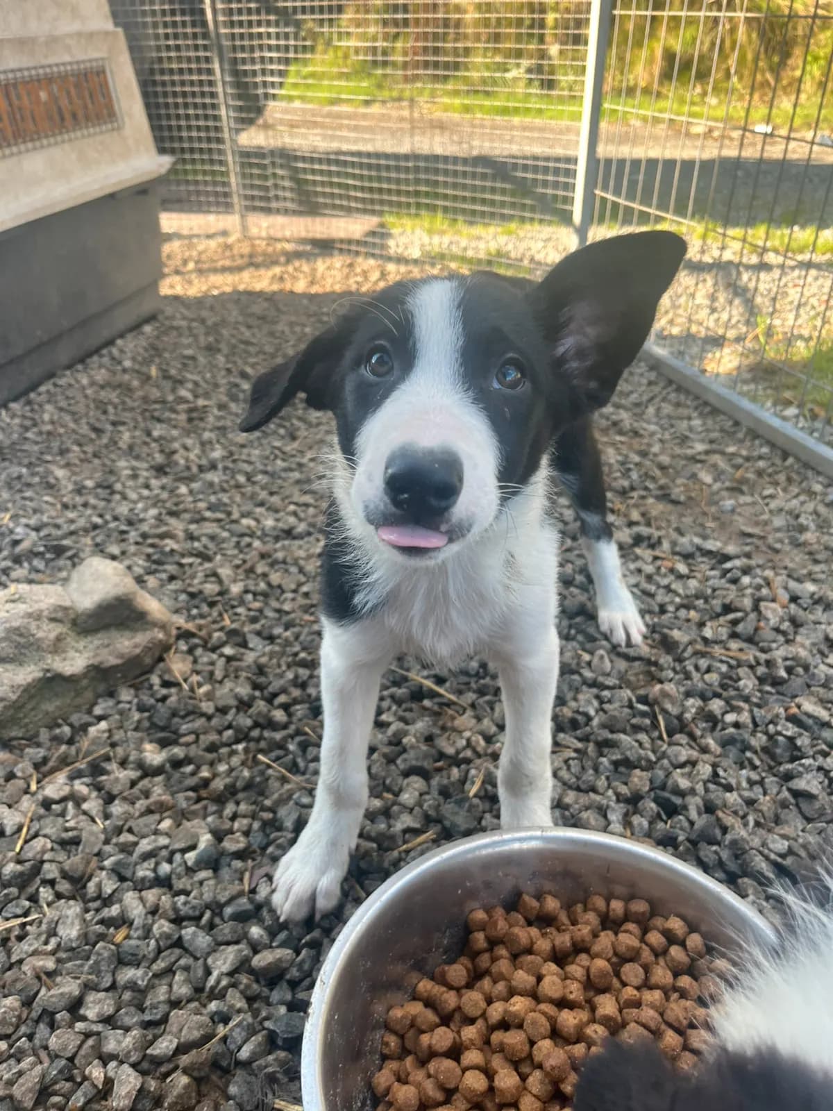 Border collie valper til salg!