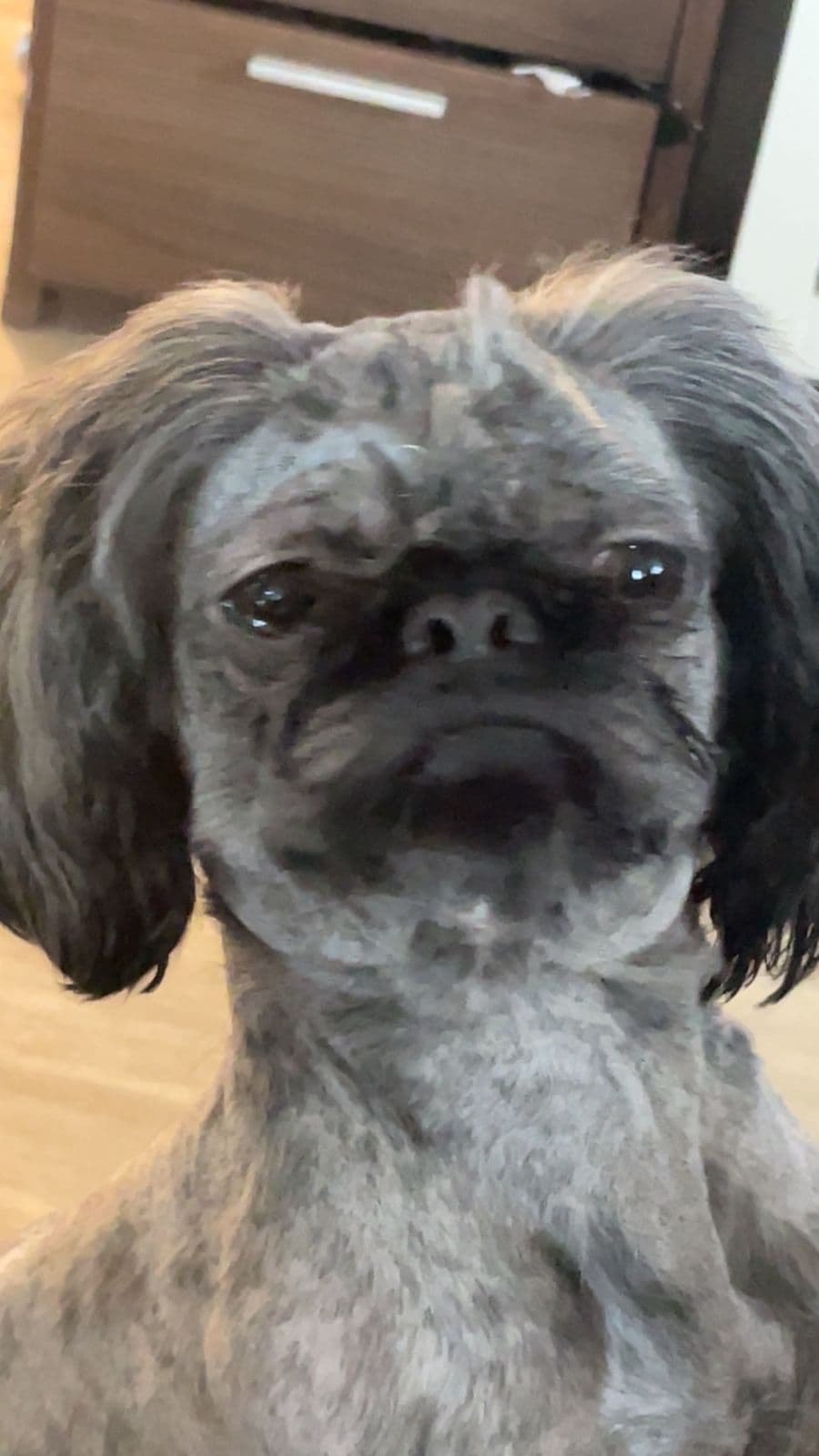 Shih tzu gutt