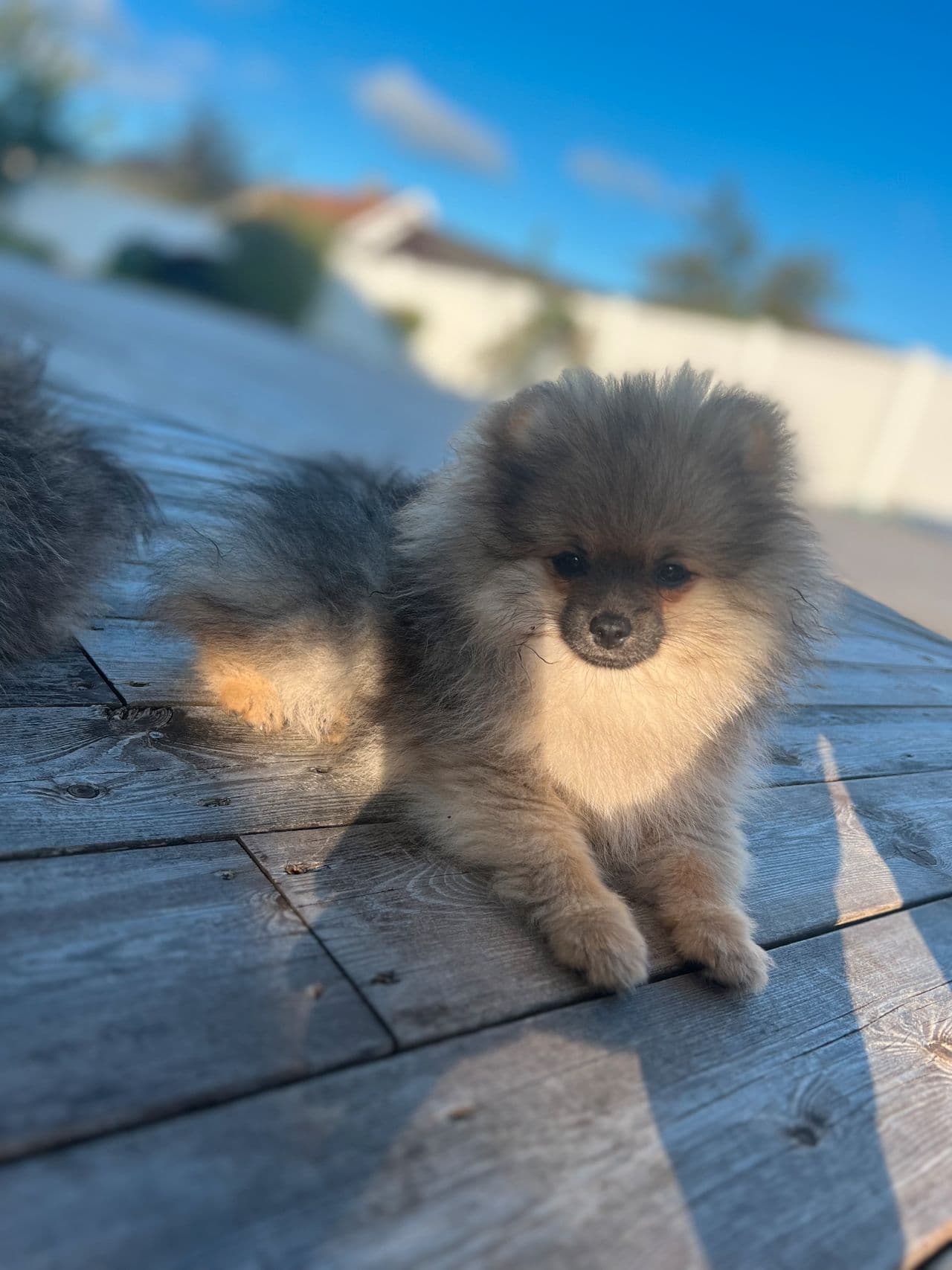NKK registrert Pomeranian hann
