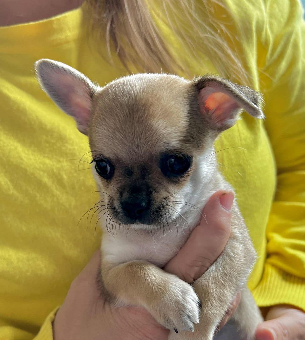 Chihuahuakull født 14 mai