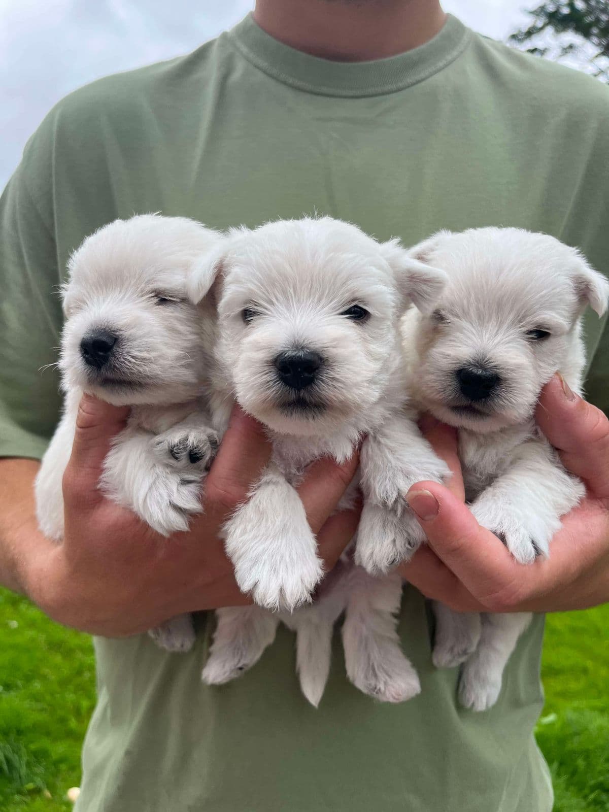 Westie valper