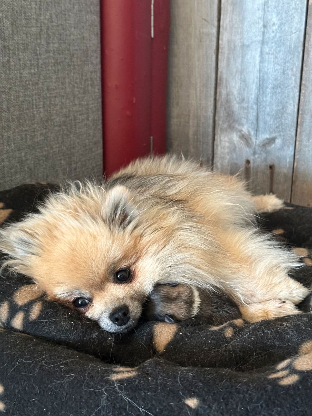 Pomeranian valper til salgs
