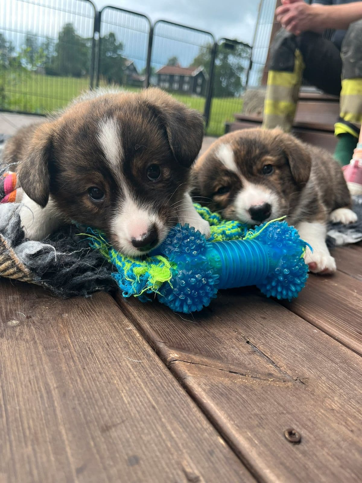 Welsh Corgi Cardigan valper