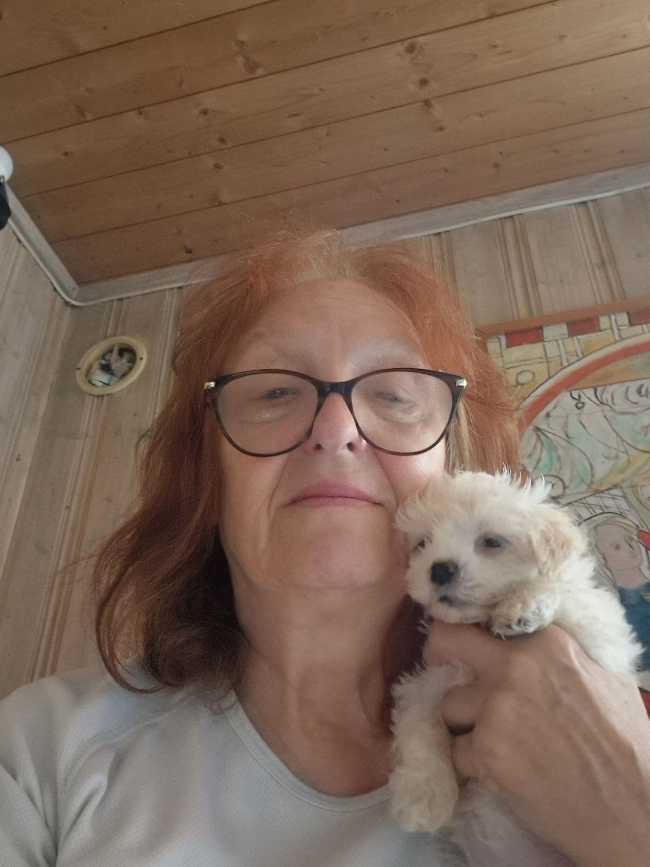 Bichon Havanais  valper, renrassed