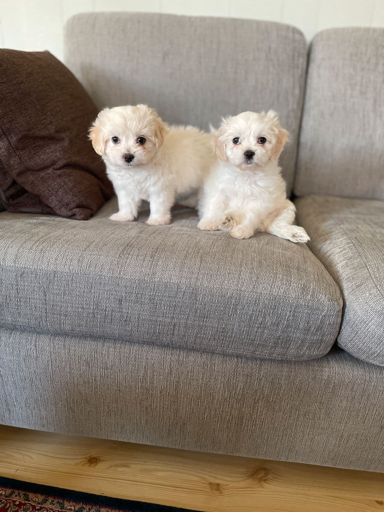 bichon maltesisk