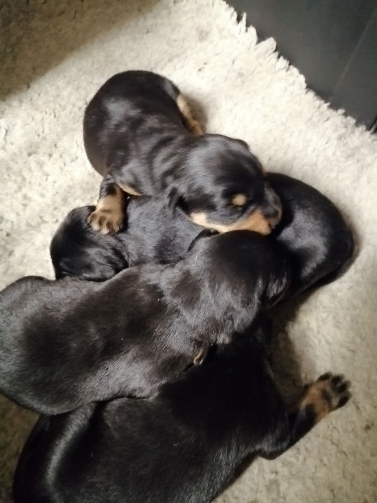 Tysk jaktterrier valper