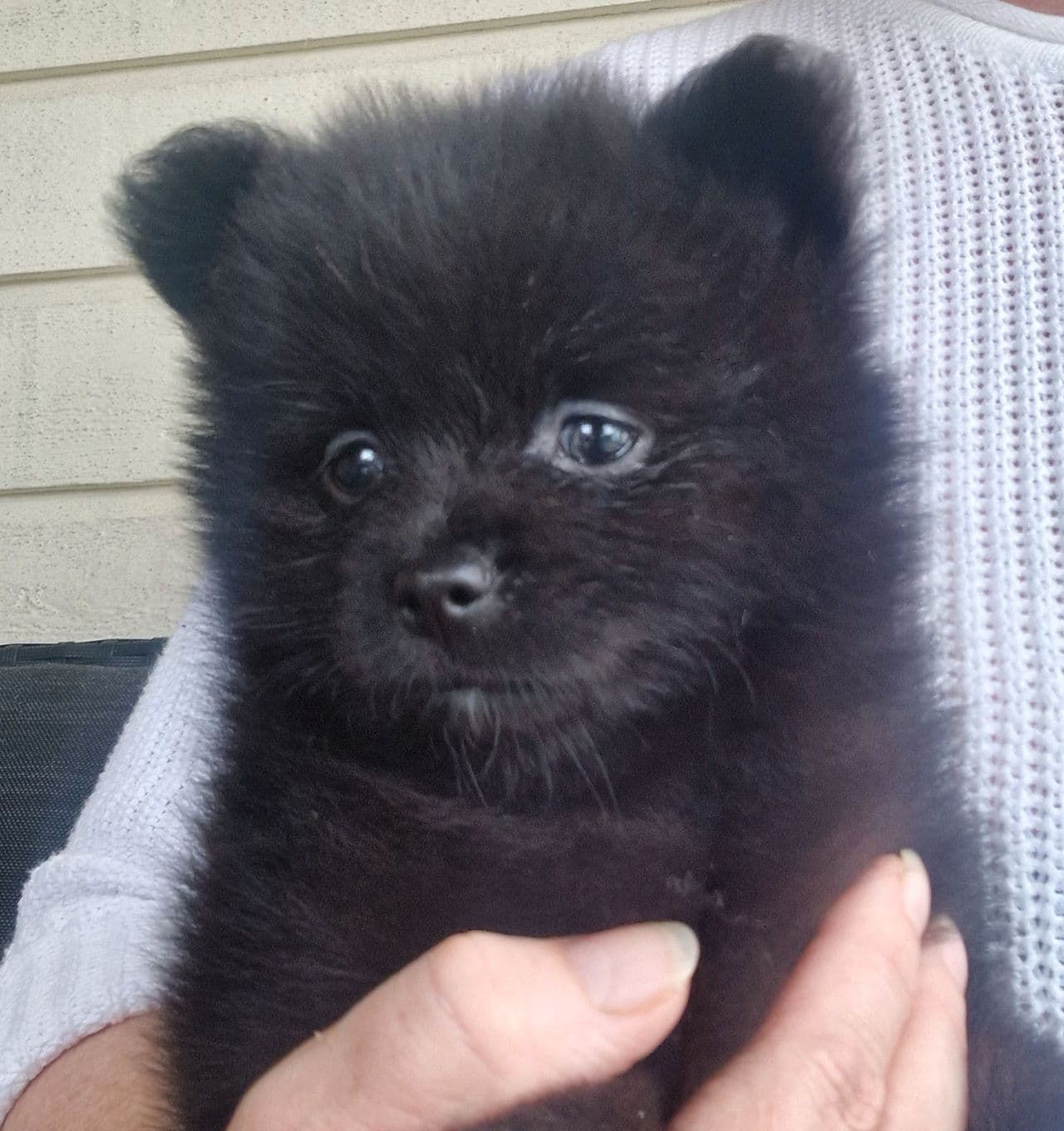 Nkk reg. Pomeranian jente❤️