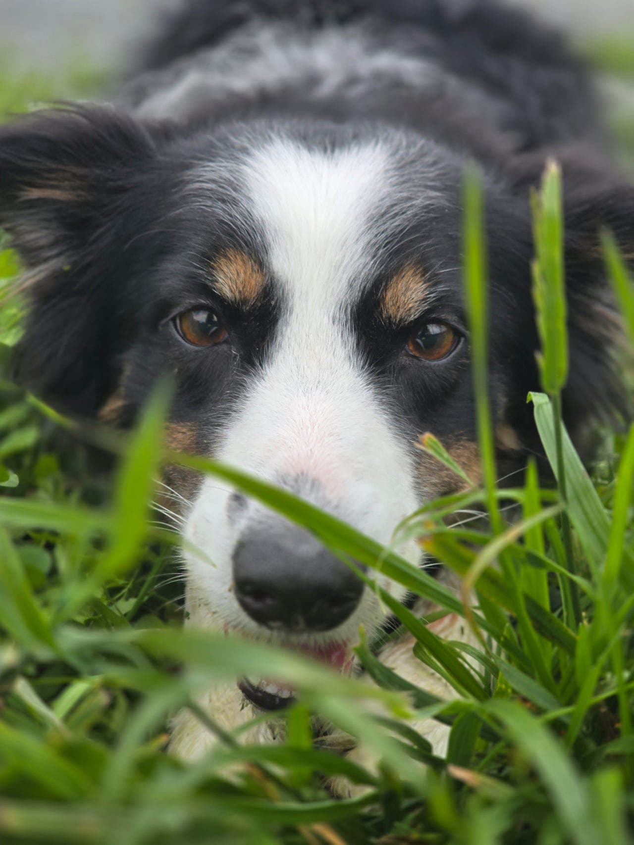 Mollie ser etter sitt forevig heim