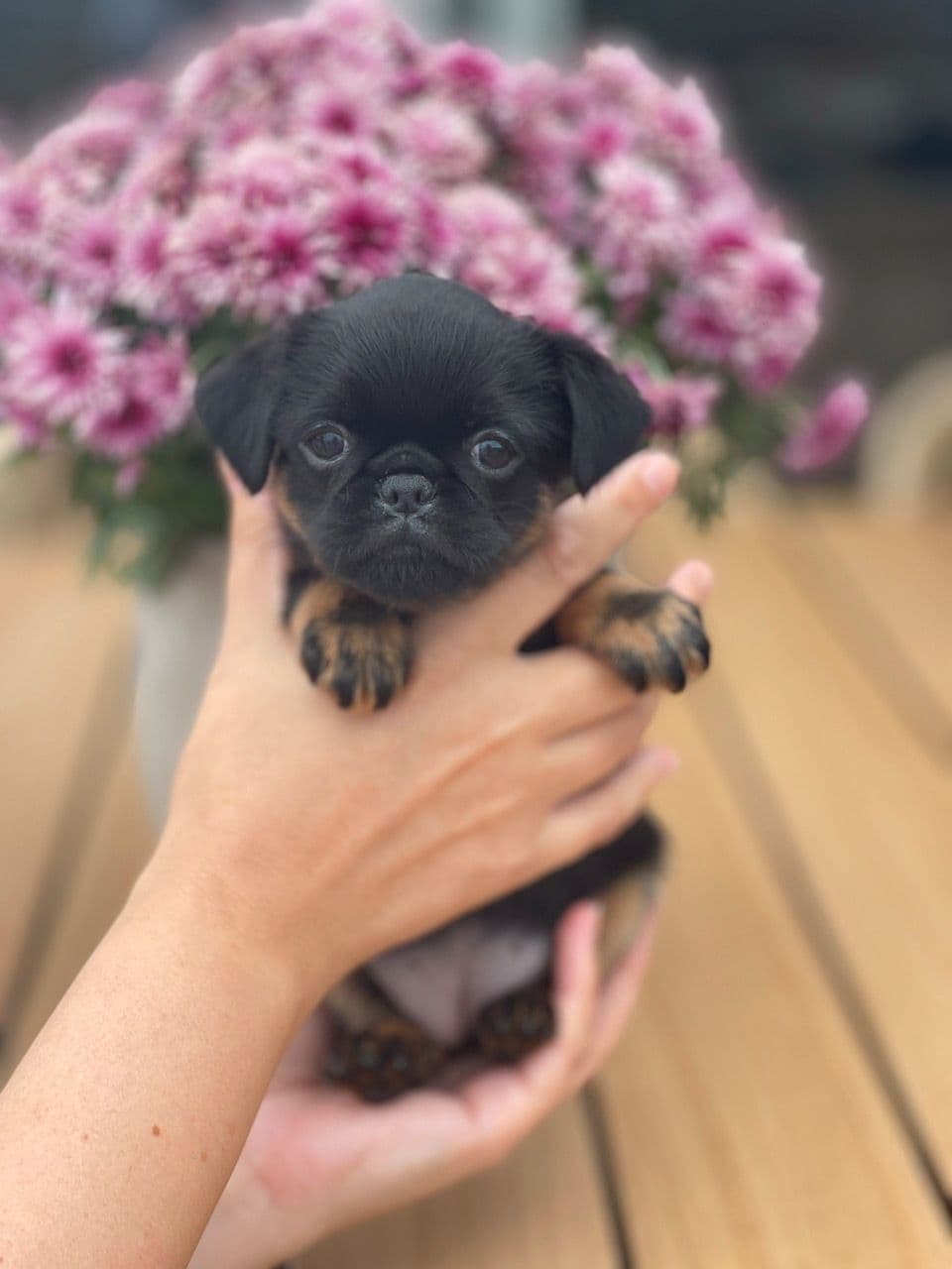 Nydelige Petit Brabancon valper selges!