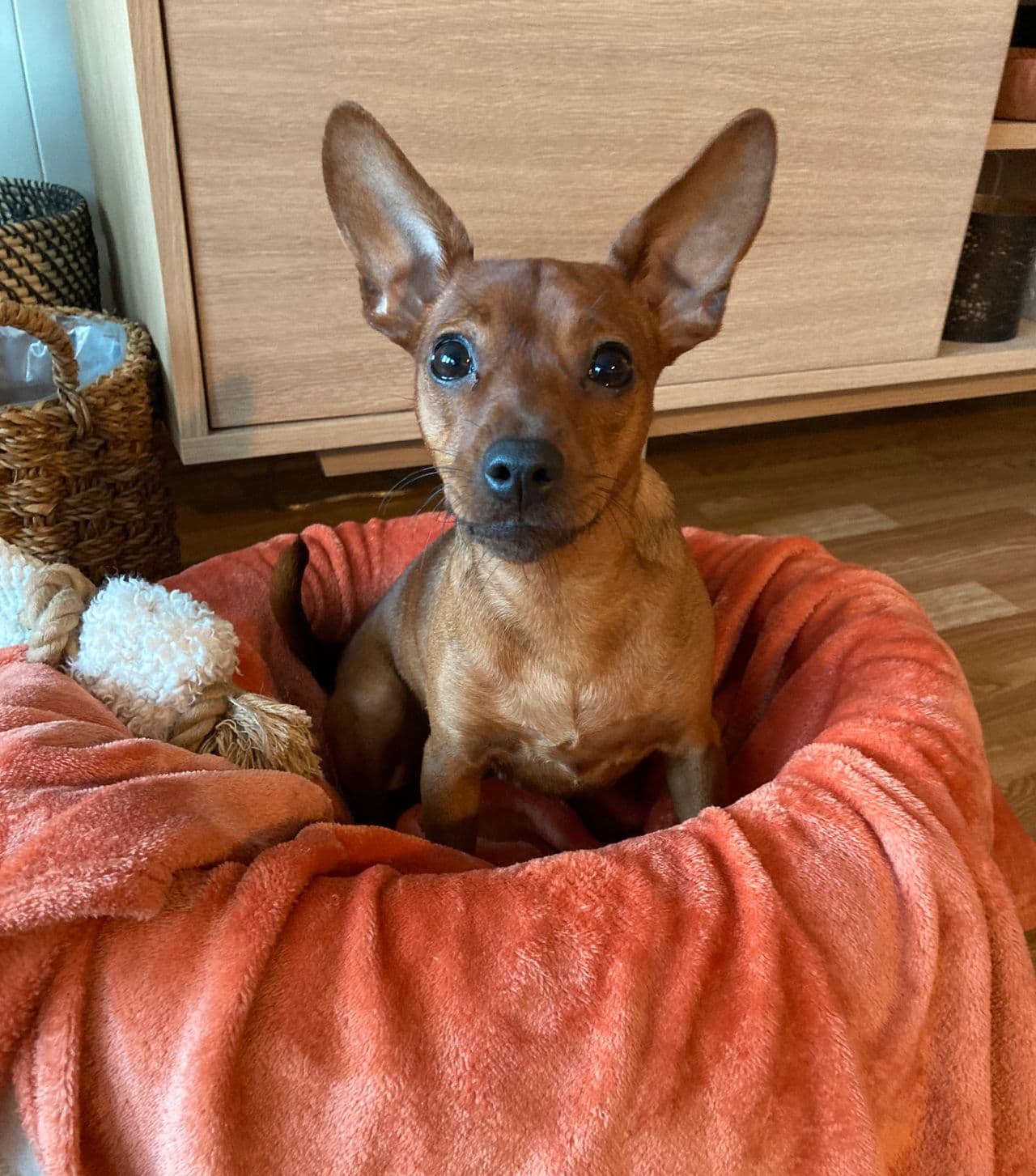 Søker fôrvert til dvergpinscher