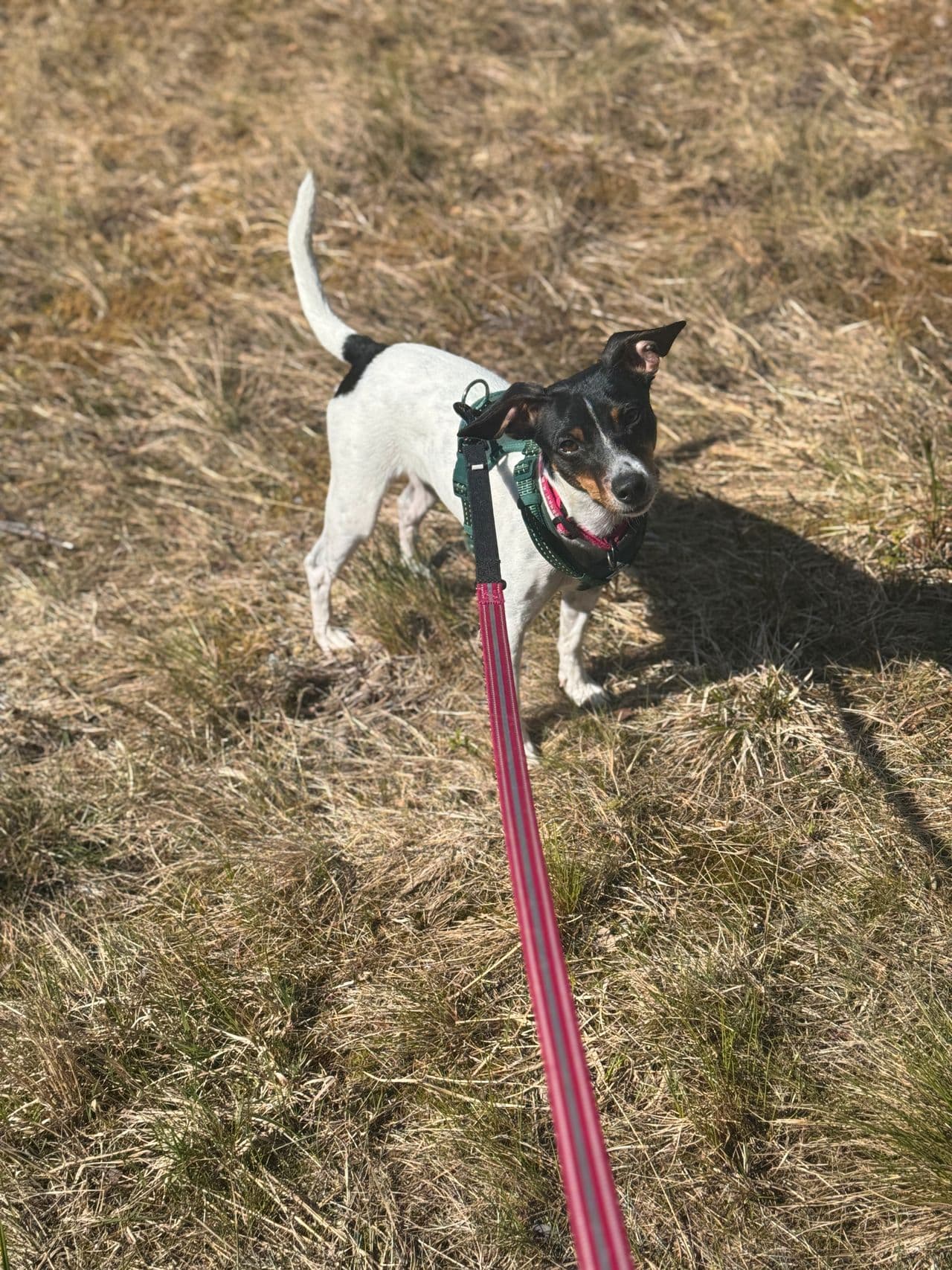 Dansk svensk gårdshund tispe 1år selges.