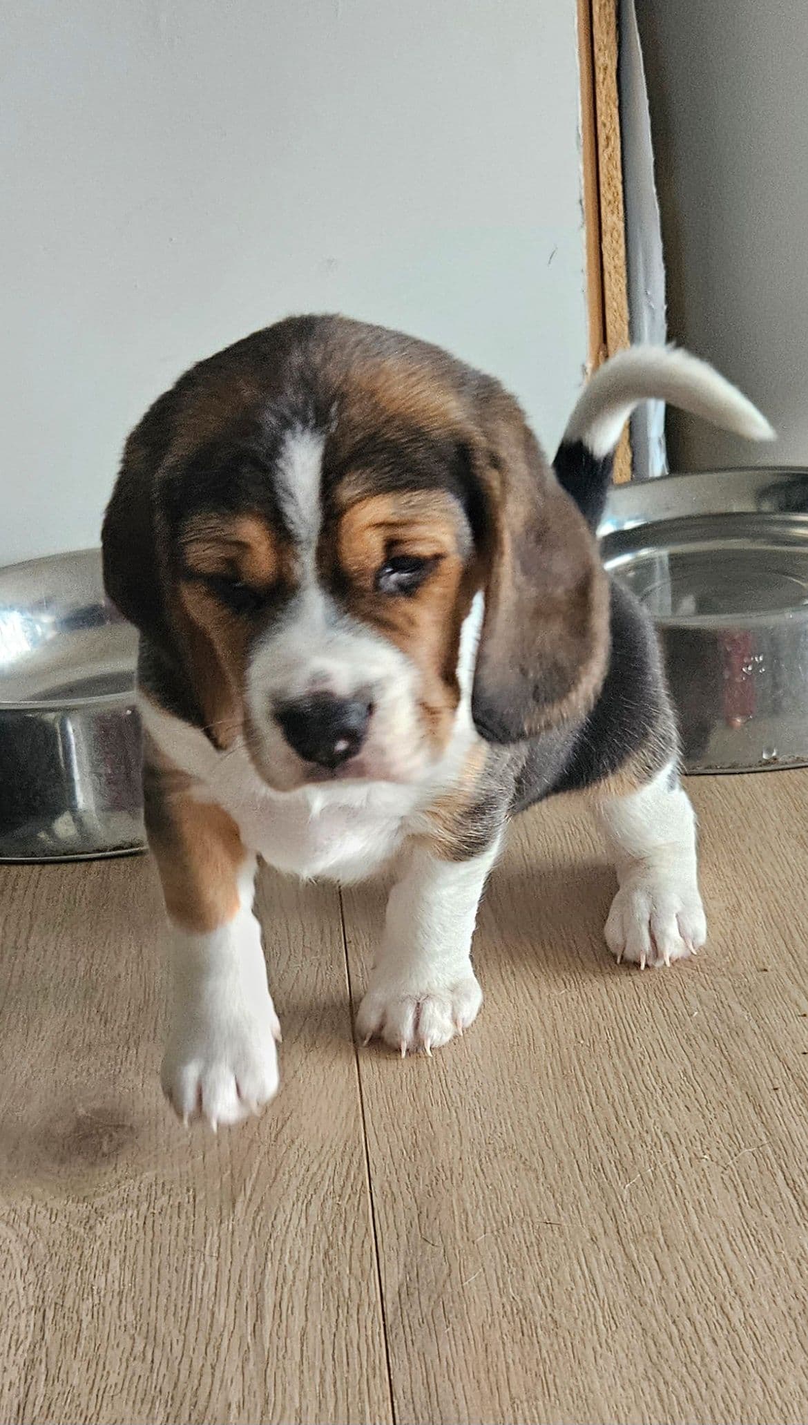 Nydelig Beagle gutt selges
