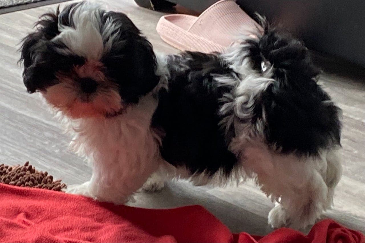SHIH TZU VALP