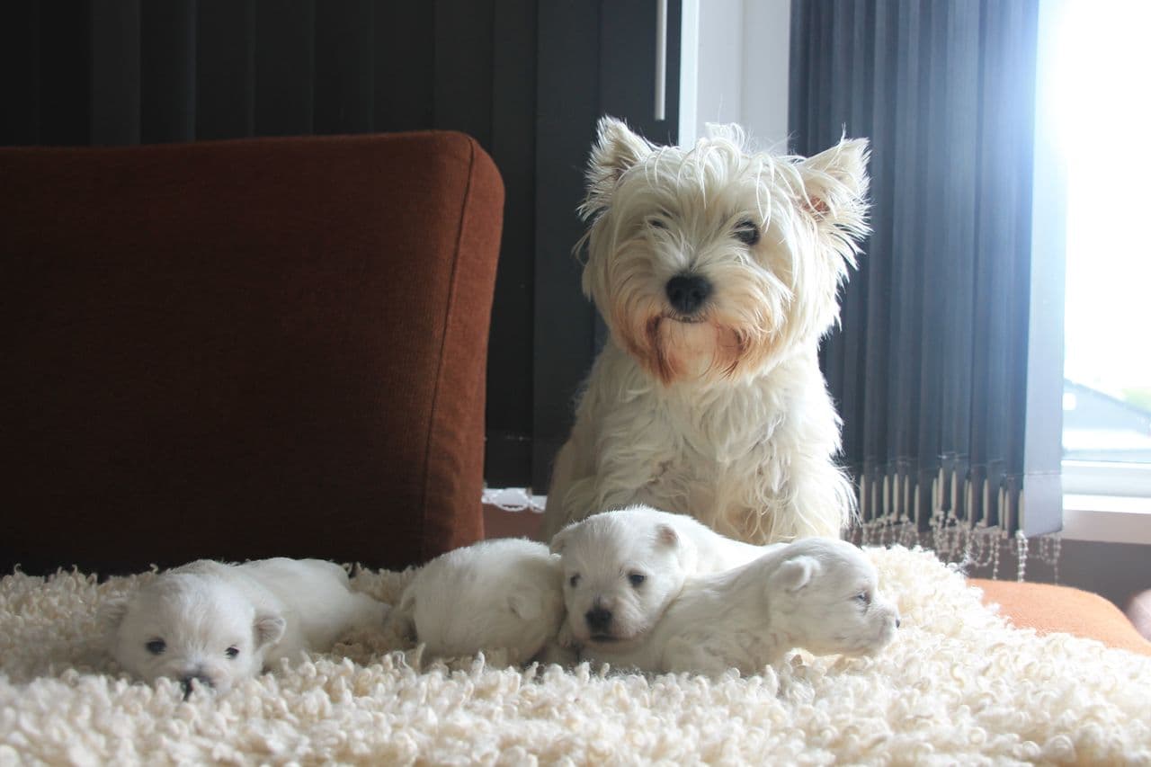 West Highland White terrier/Westie valper født 28 mai.