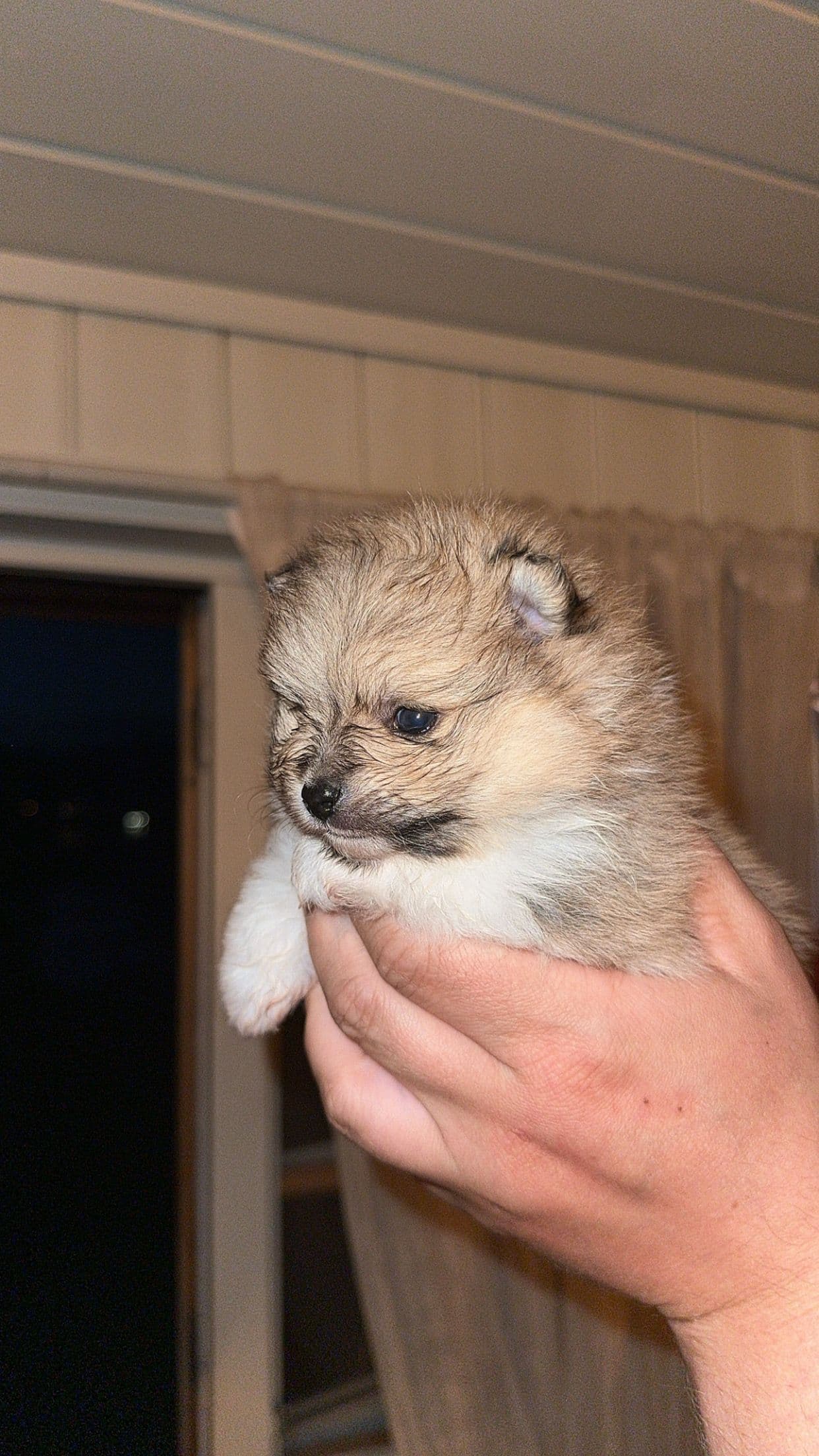 Renraset Pomeranian tispe