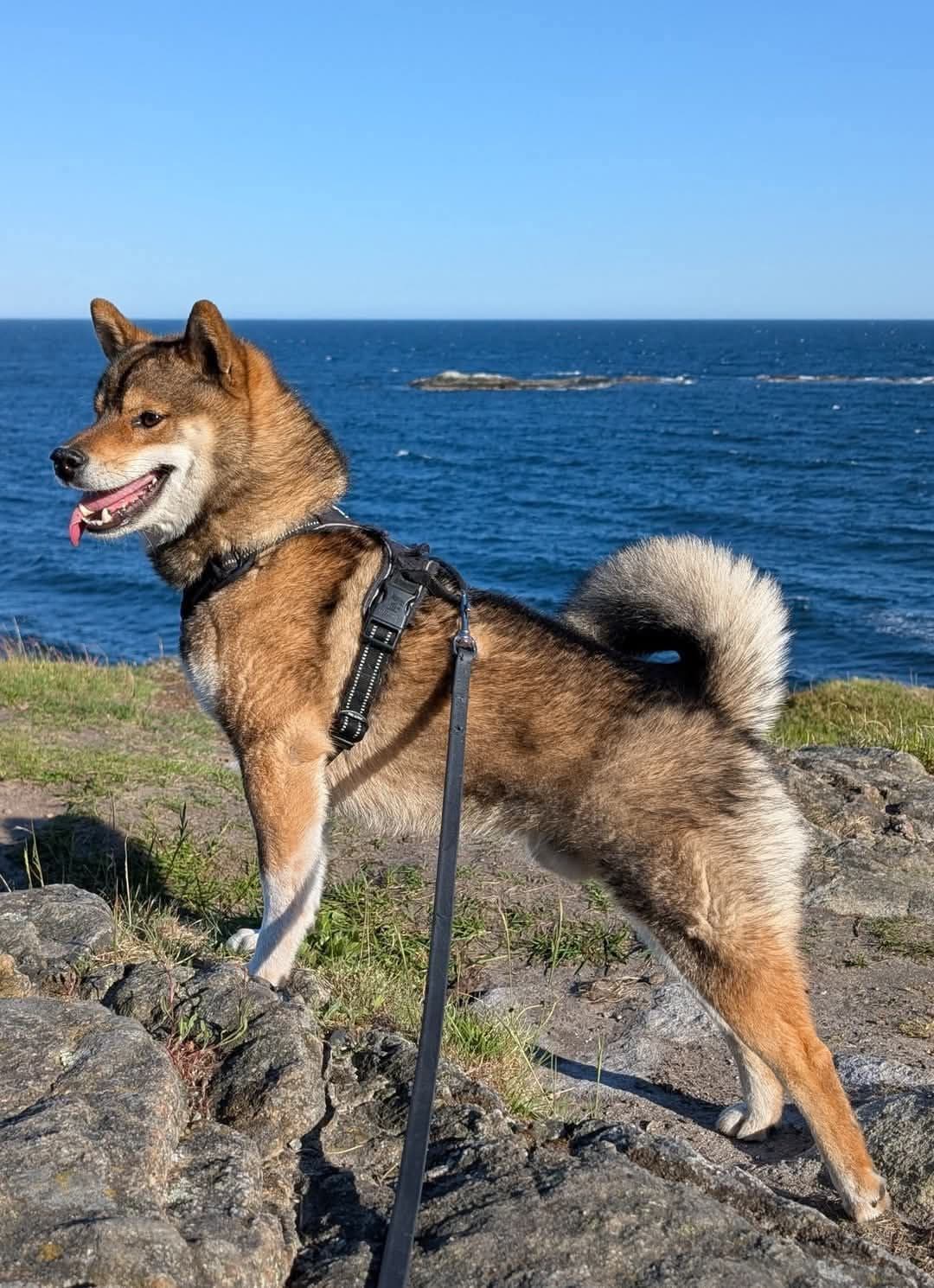 Shiba hann omplasseres