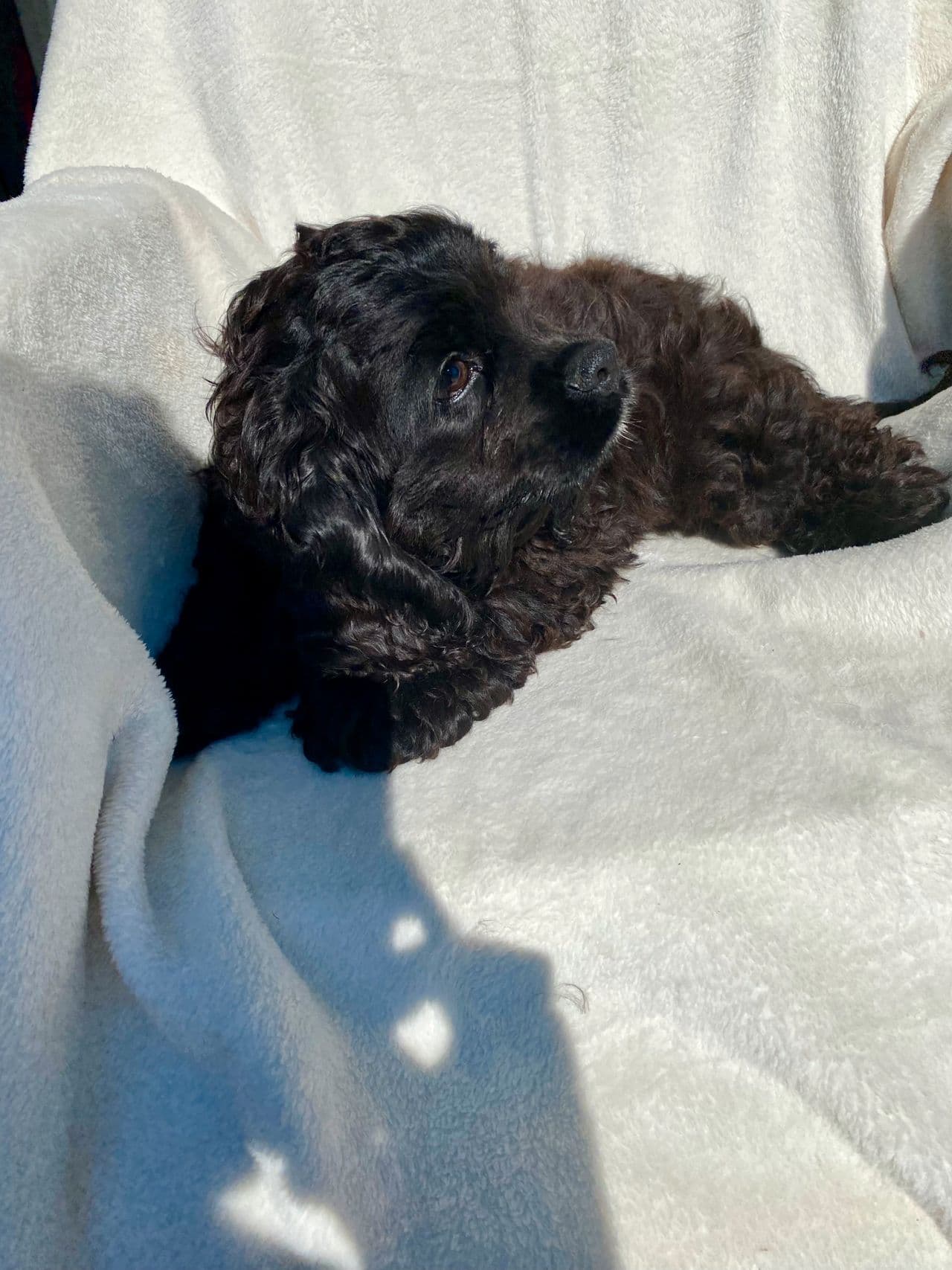 Nydelig Amerikansk cocker Spaniel gutt ledig.