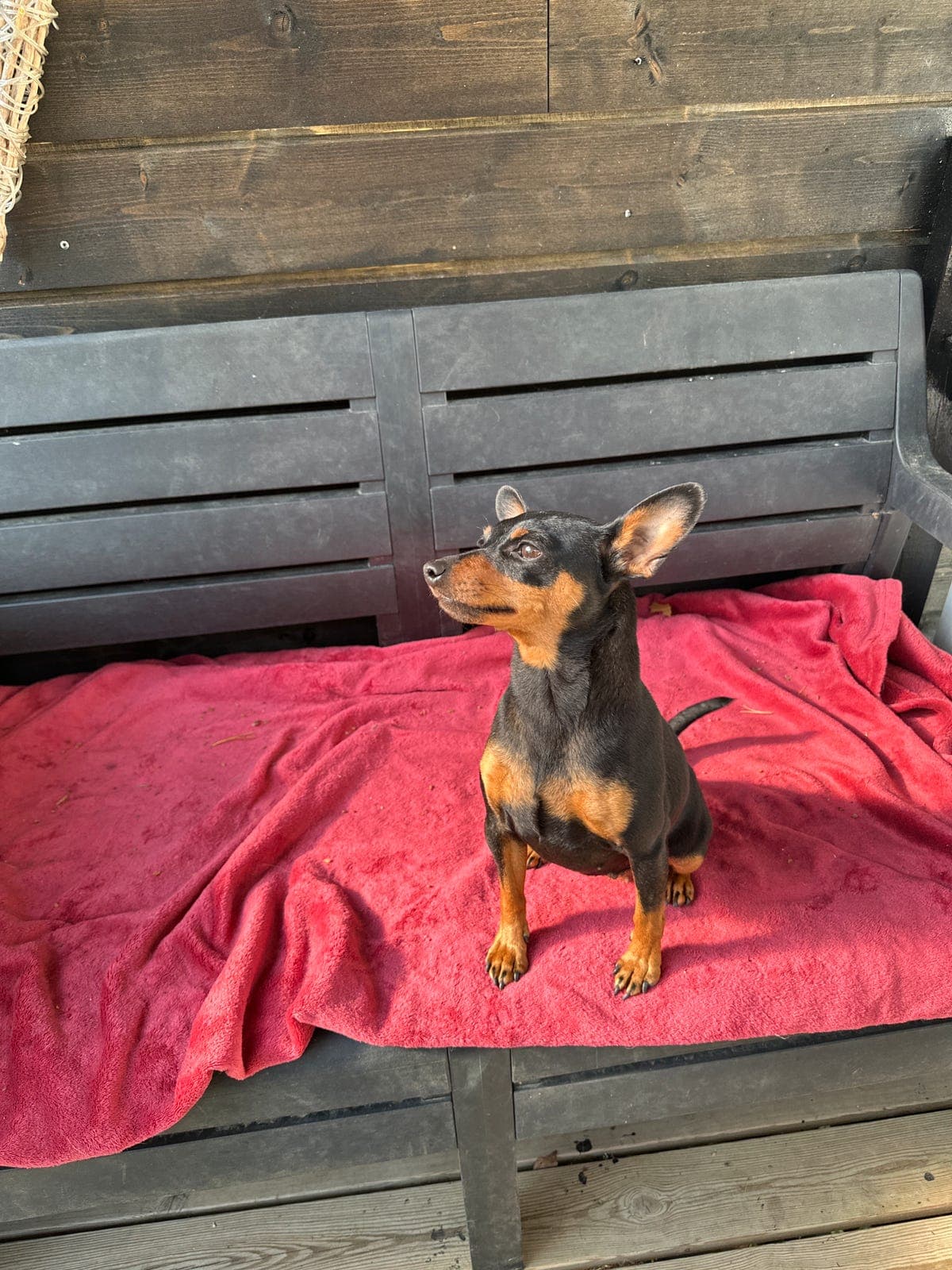Dvergpinscher Selges