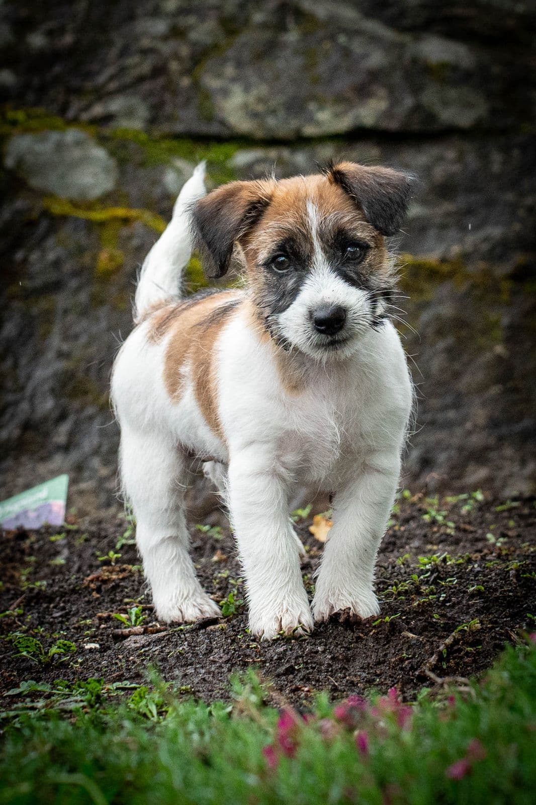 Siste valp av 7 – Sprek og sosial Jack Russell Hannhund, NKK-registrert!