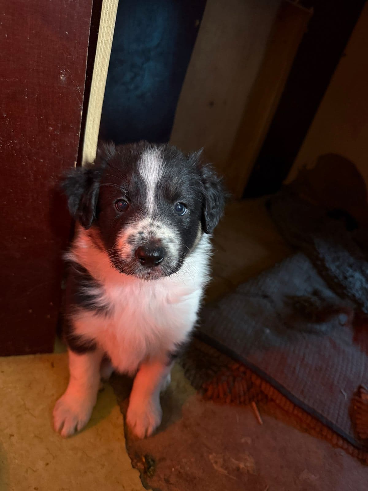 Border collie valp ledig