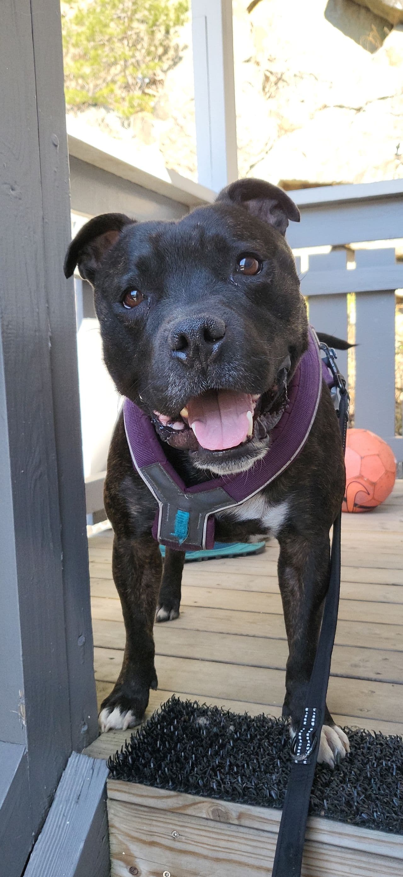 Snill og kjælen Staffordshire Bullterrier søker nytt hjem  Møt Ailo (6 år)