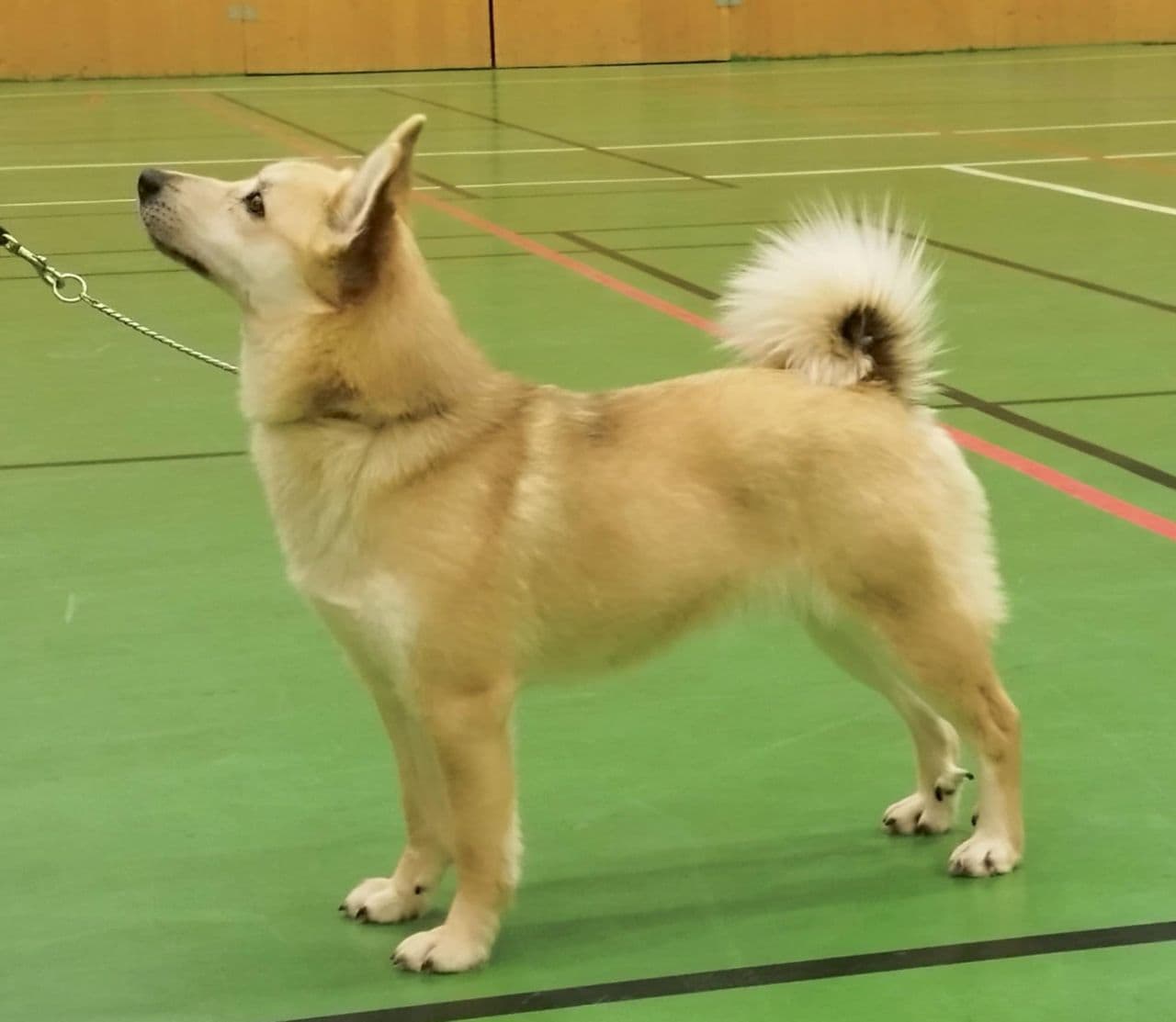 Norsk Buhund valper