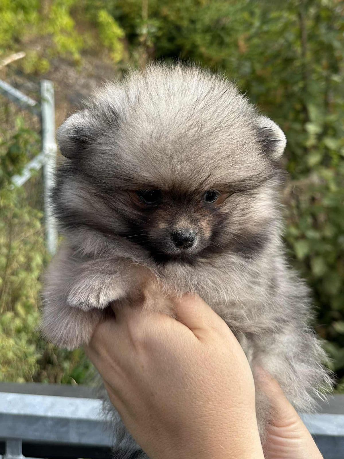 Pomeranian gutter