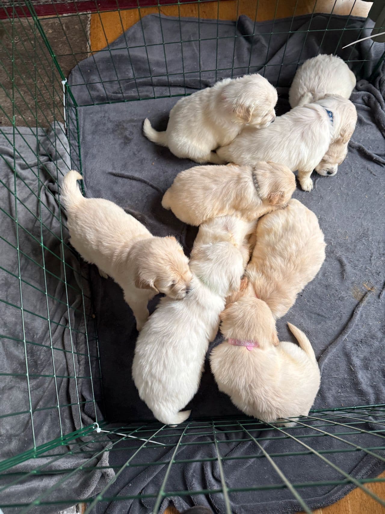 Golden Retriever valper