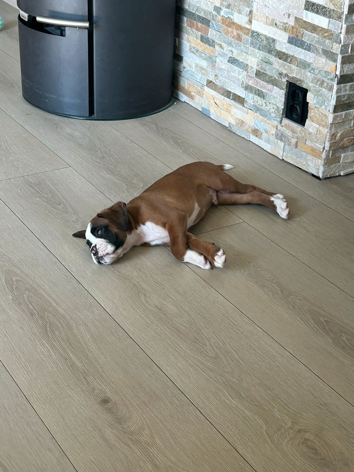 Leveringsklare Boxer valper ❤️