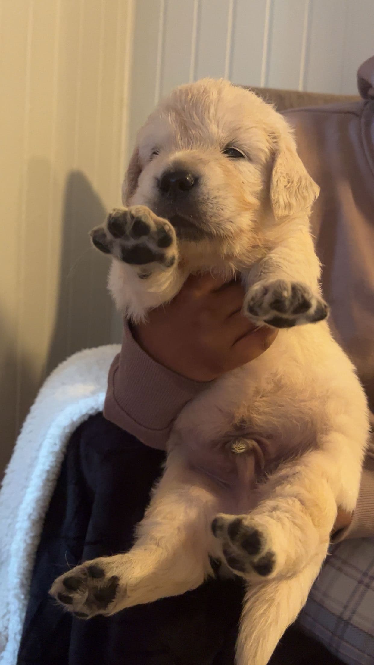 3 Nydelig Golden retriever hanner valper ledig🌺