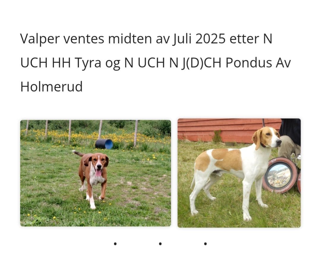 Hygenhund valper ventes 13 Juli