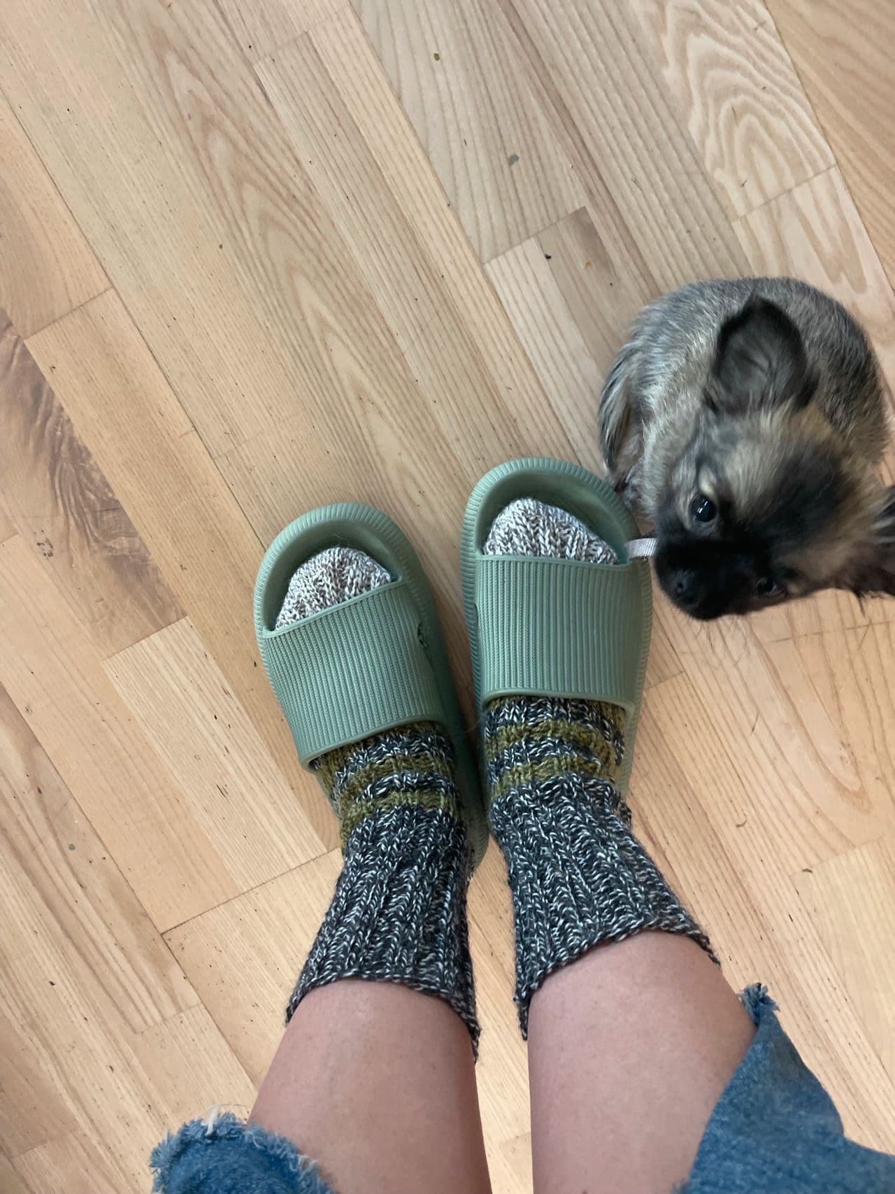 Chihuahua hann