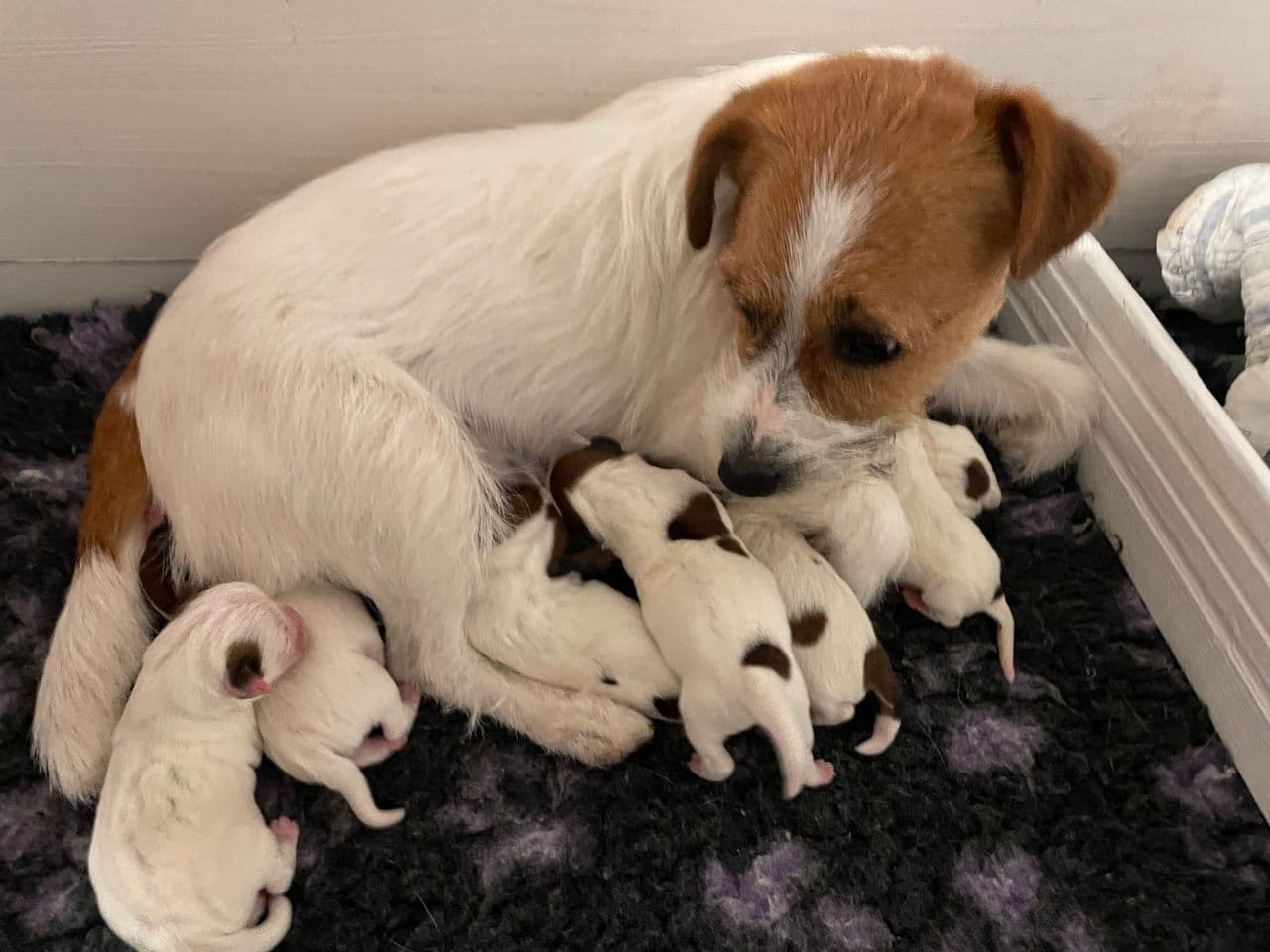 Jack Russell valper til salgs.