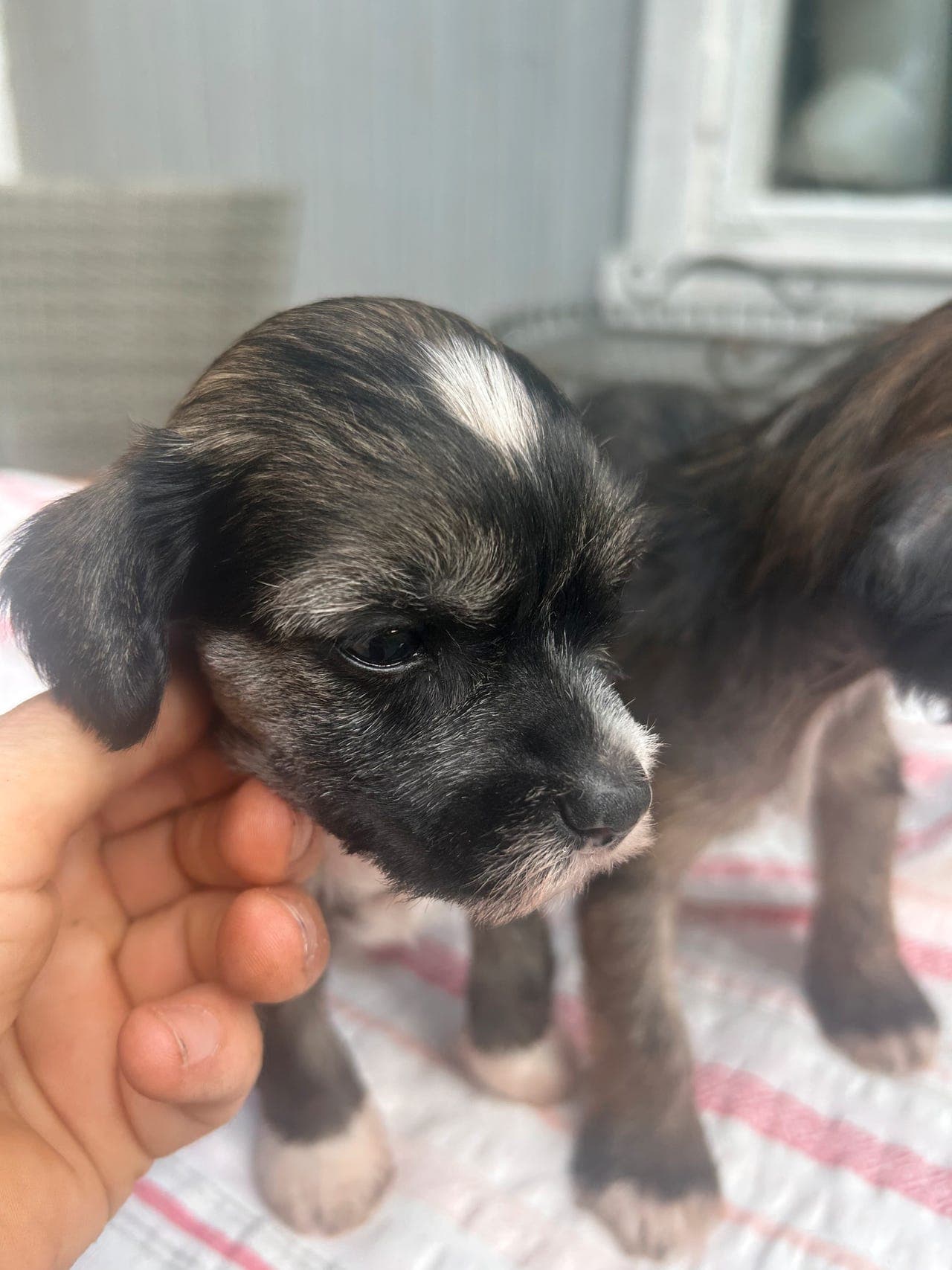 Vakre chinese crested valper til salg