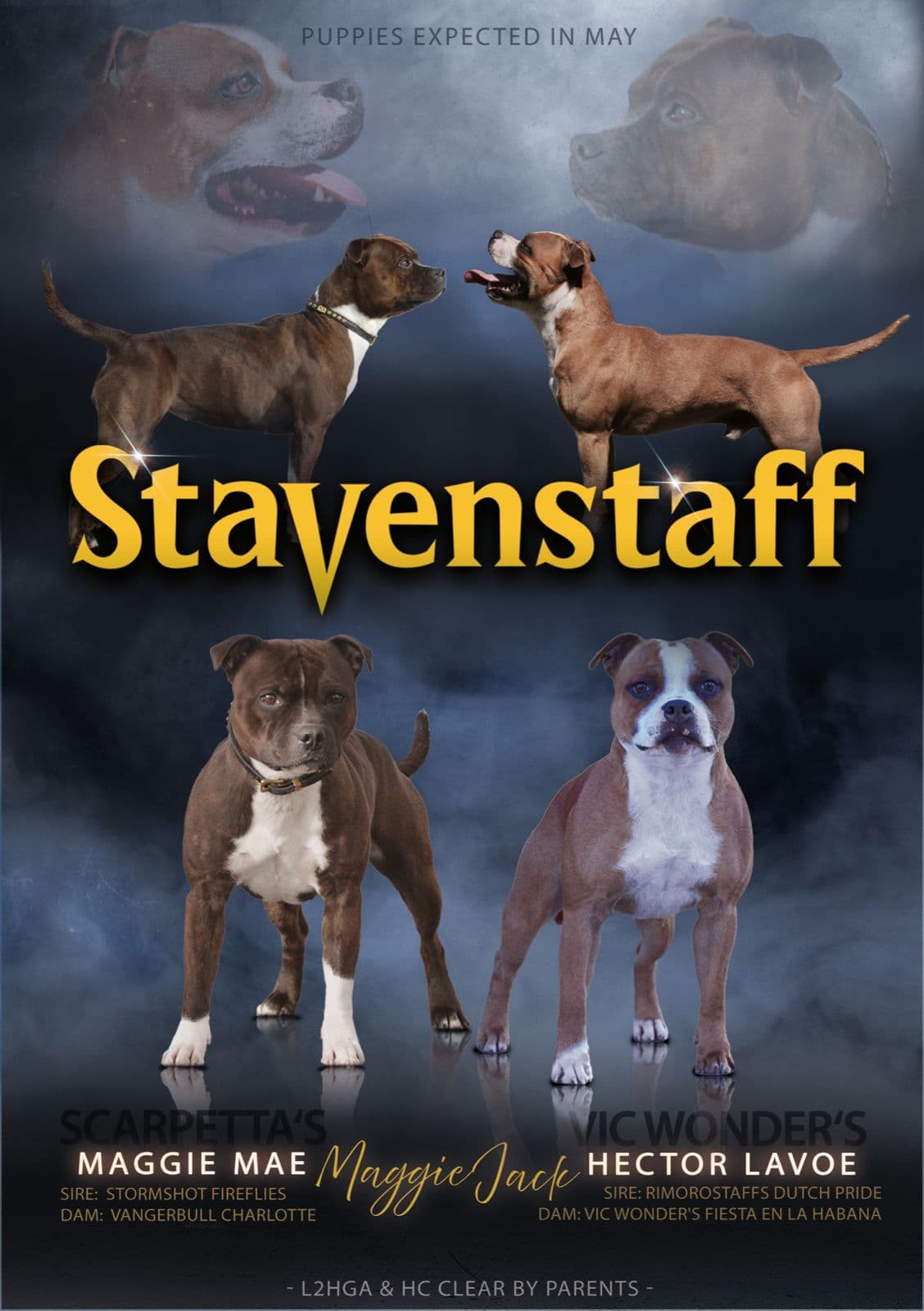 Stavenstaff venter valper - leveringsklare i juli/august