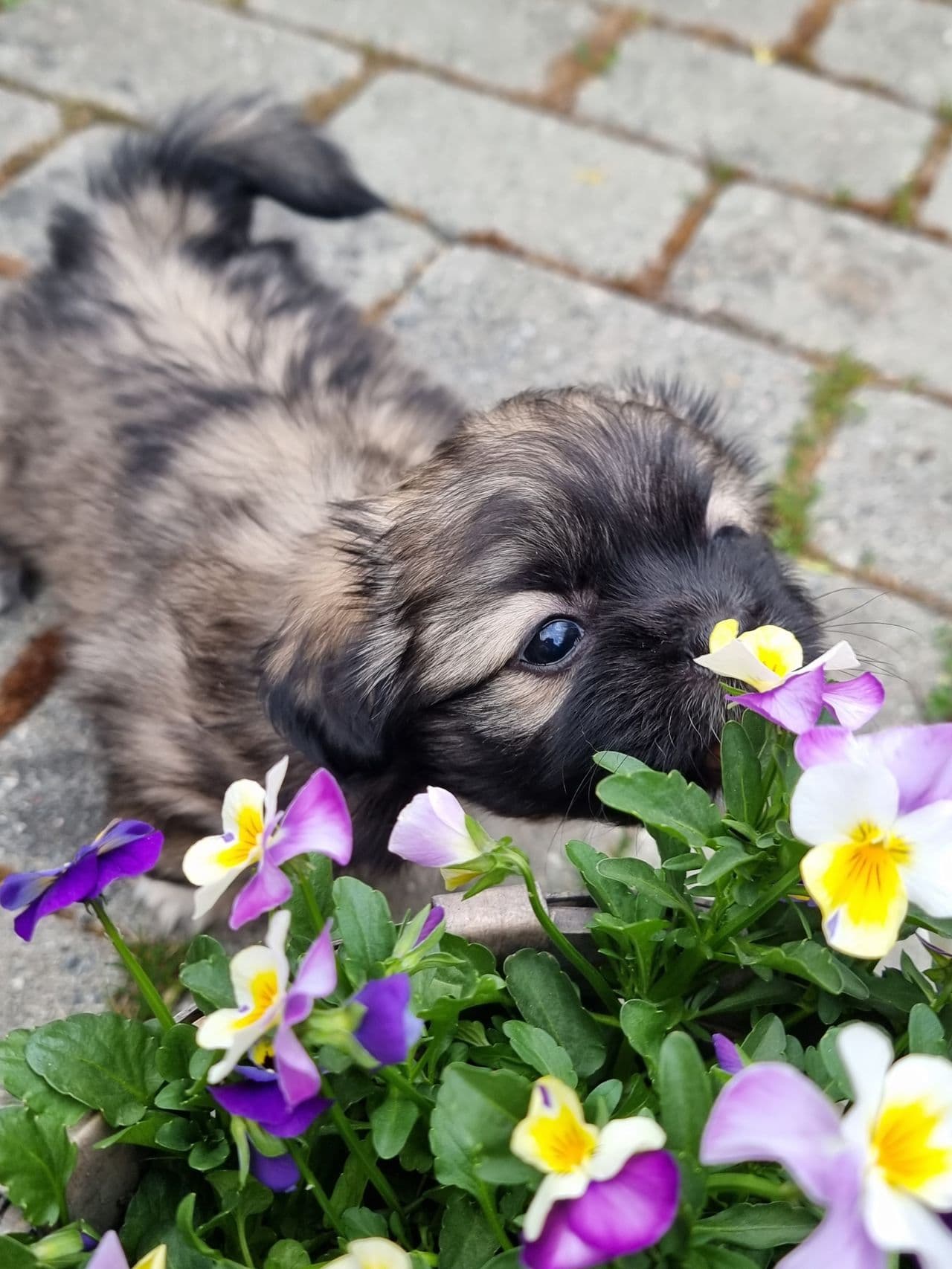 Leveringsklare     Tibetansk Spaniel