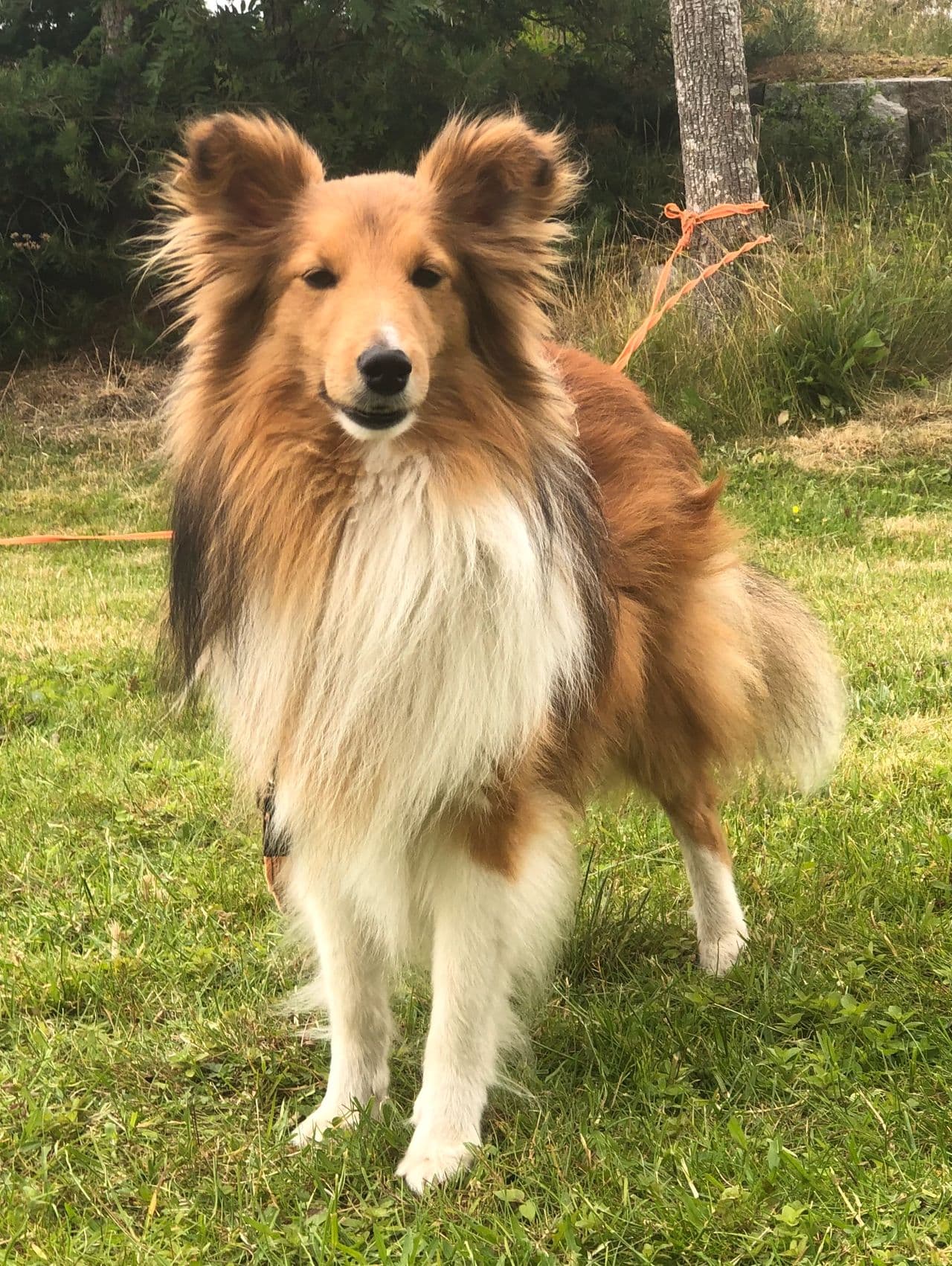 Shetland Sheepdog hann 3,5 år til salgs